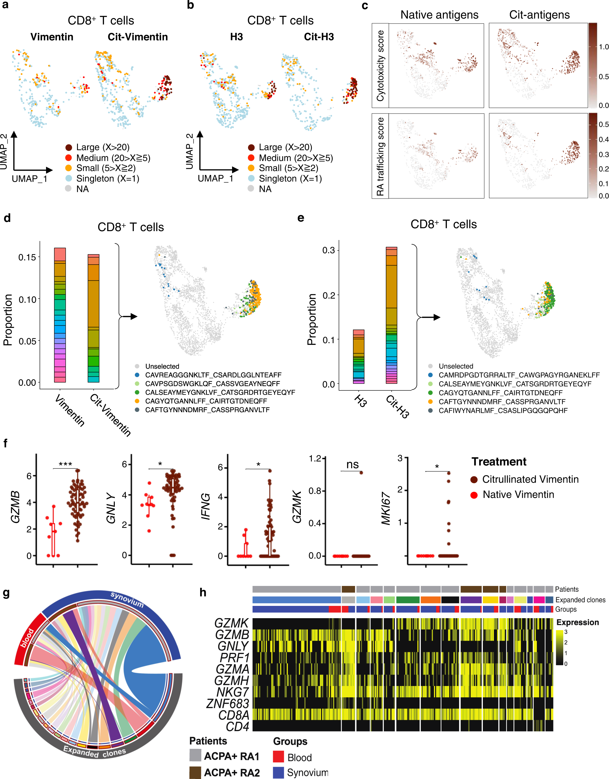Fig. 5: Citrullinated antigens induce clonal expansion of ACPA+ RA blood CD8+ T cells that express cytotoxic and synovial-trafficking markers.