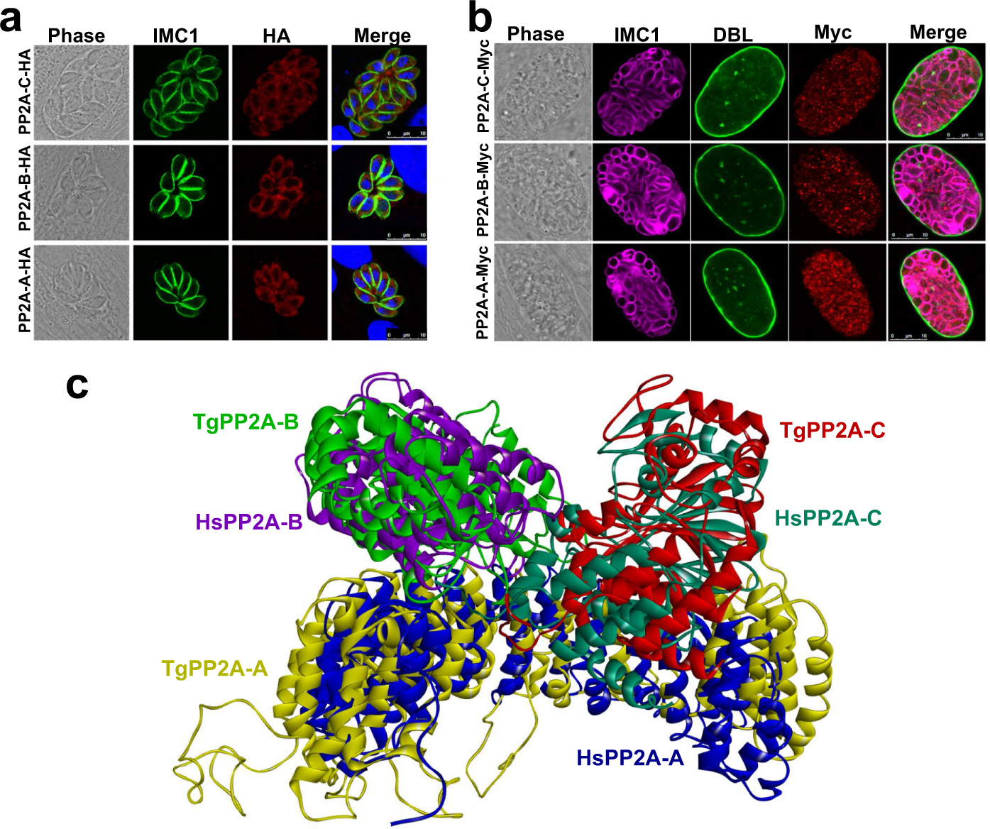 The protein phosphatase 2A holoenzyme is a key regulator of starch  metabolism and bradyzoite differentiation in Toxoplasma gondii | Nature  Communications