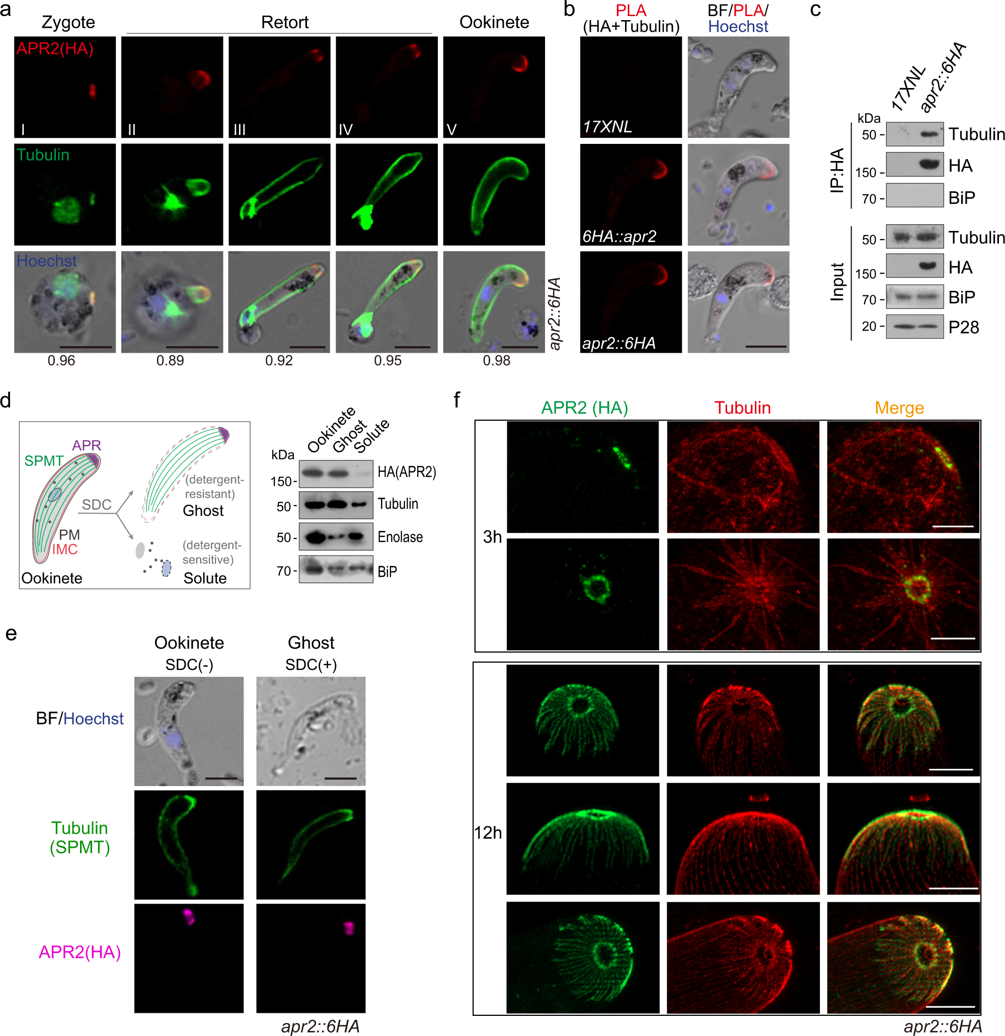 Fig. 3: APR2 associates with apical subpellicular MTs (SPMTs).