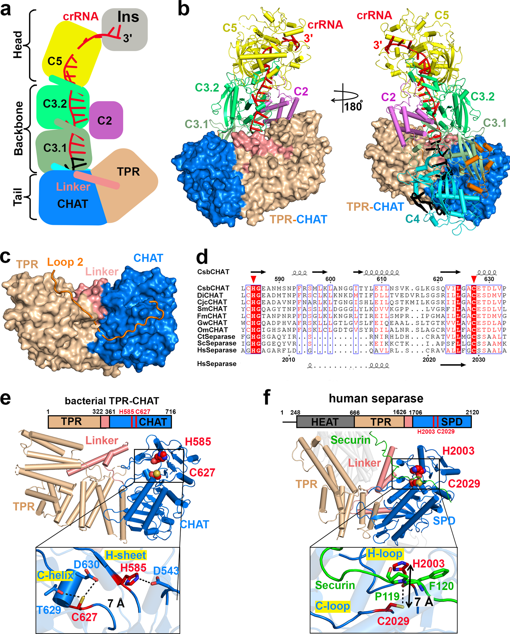 Fig. 3: Cryo-EM structure of gRAMPcrRNA in complex with TPR-CHAT.