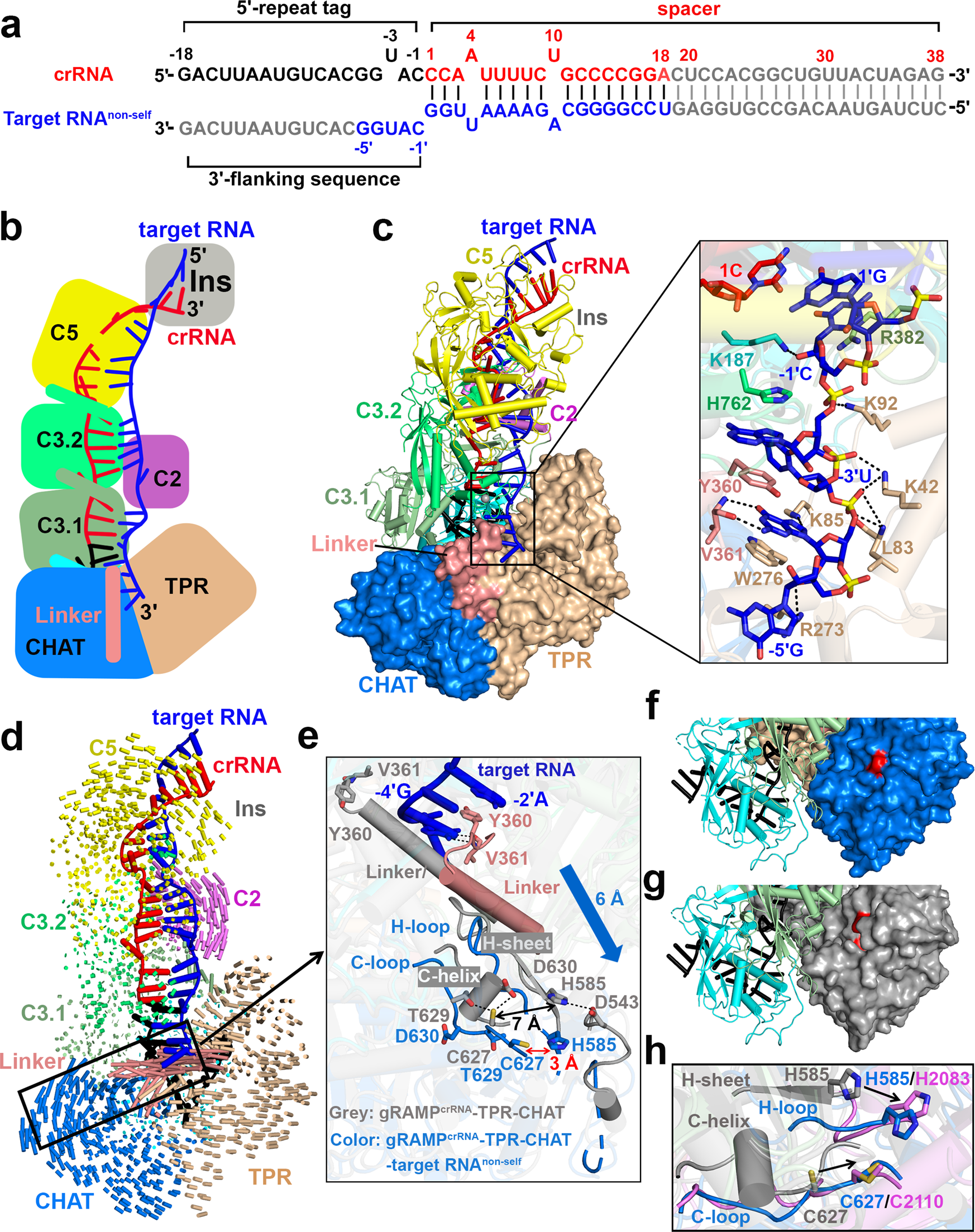 Fig. 4: Binding of invasive non-self RNA target induces large conformational changes of gRAMPcrRNA -TPR-CHAT complex.
