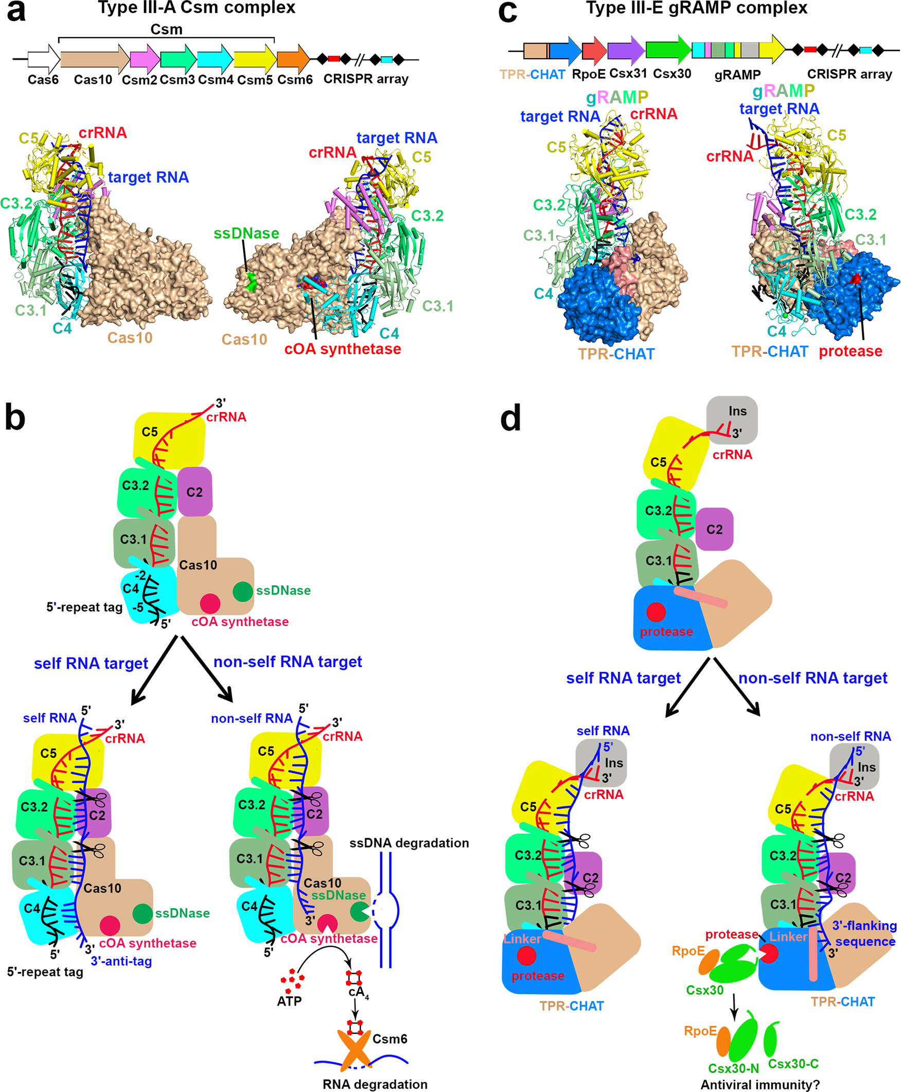 Fig. 6: Structural and mechanistic comparisons between type III-A and type III-E effector complexes.