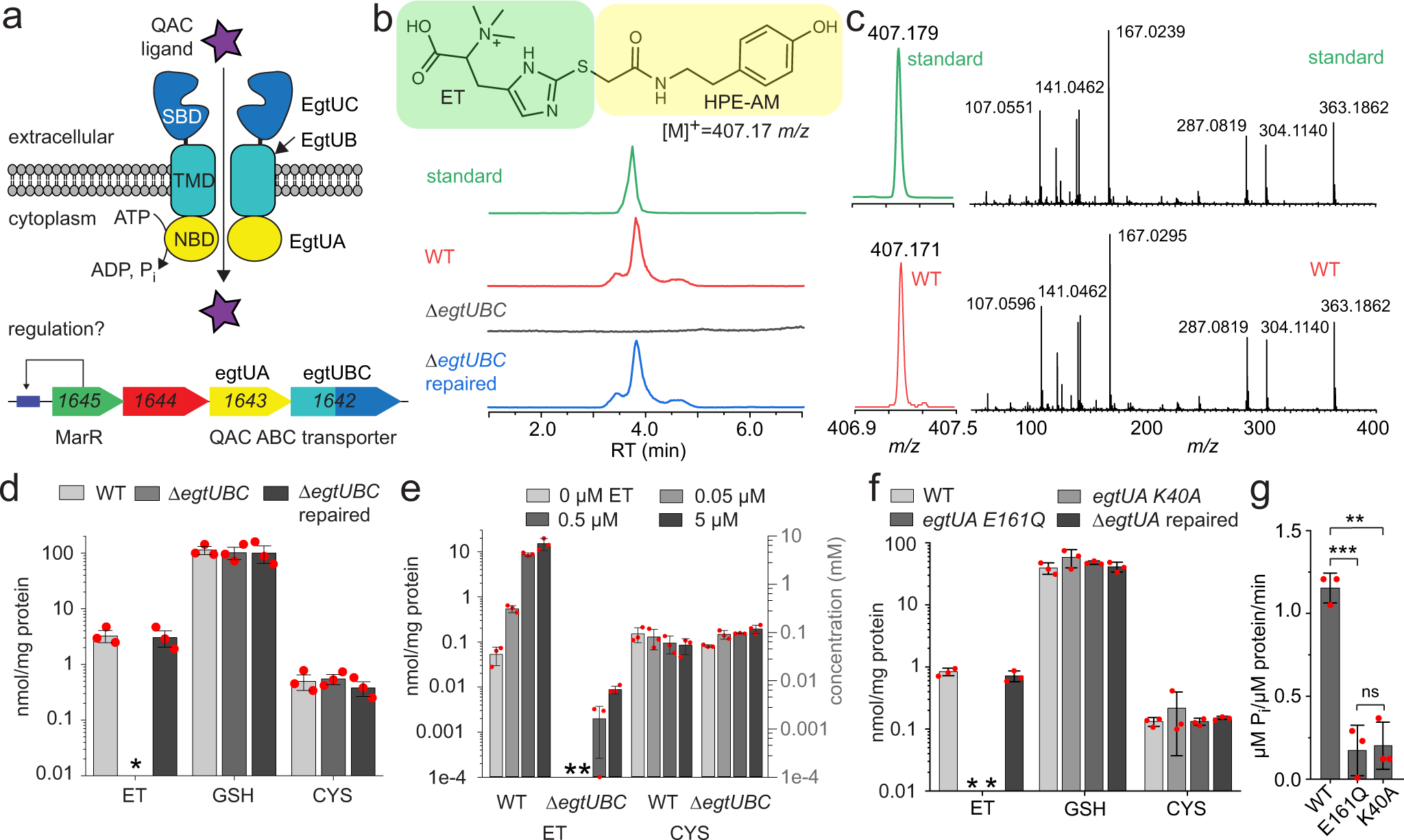 Fig. 1: spd_1643-1642 encodes an ET uptake transporter in S. pneumoniae denoted EgtU.