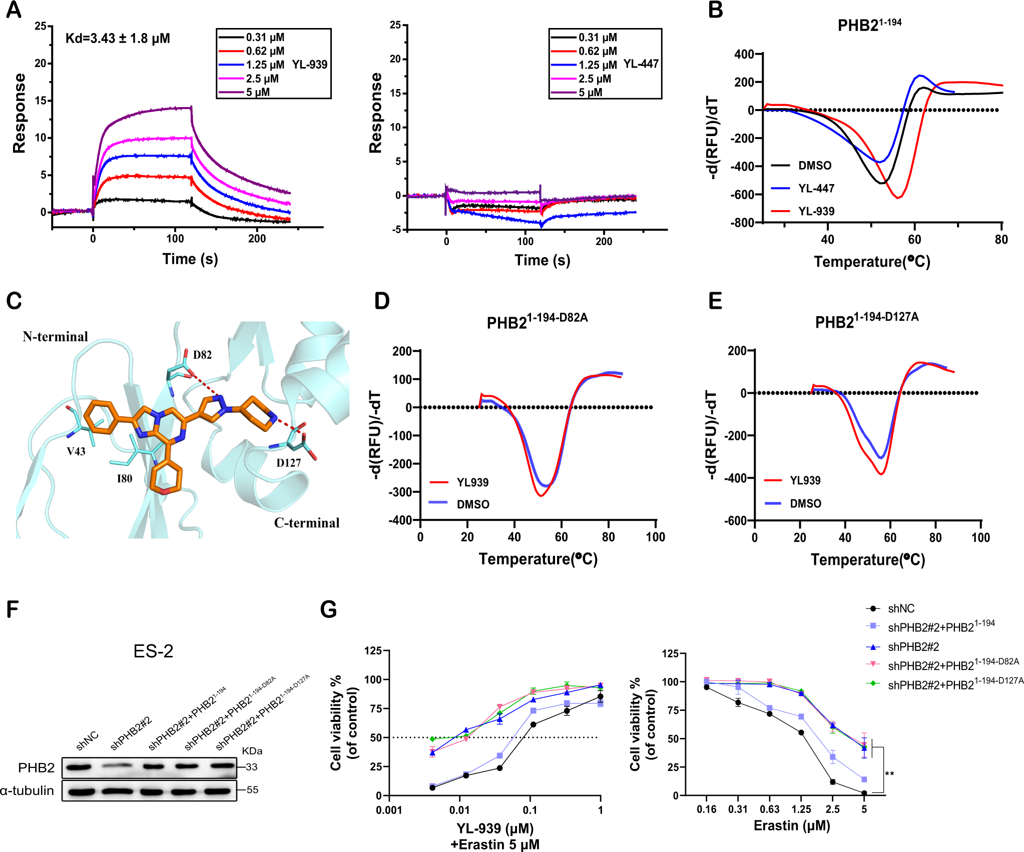 Fig. 5: YL-939 binds to the PHB2 protein.