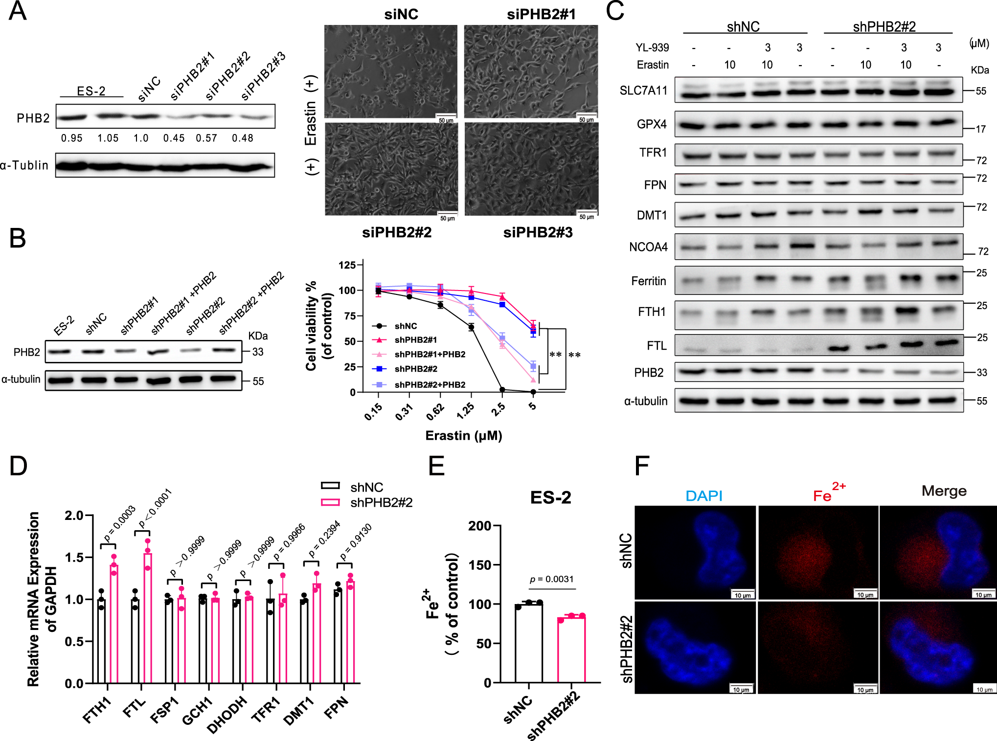 Fig. 6: PHB2 participates in the regulation of ferroptosis and mechanism of action.