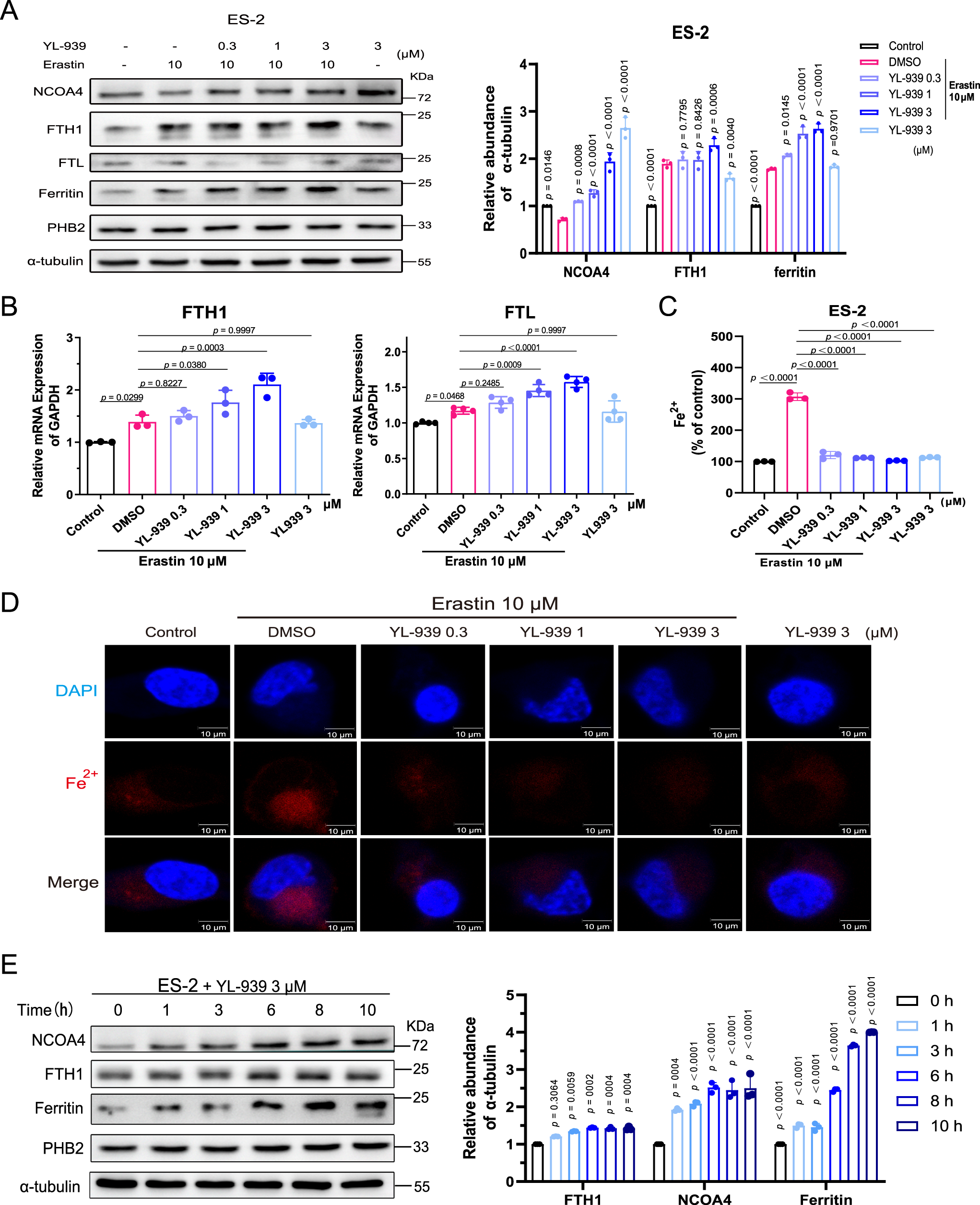Fig. 7: The effects of YL-939 treatment on ferritin expression and iron level.