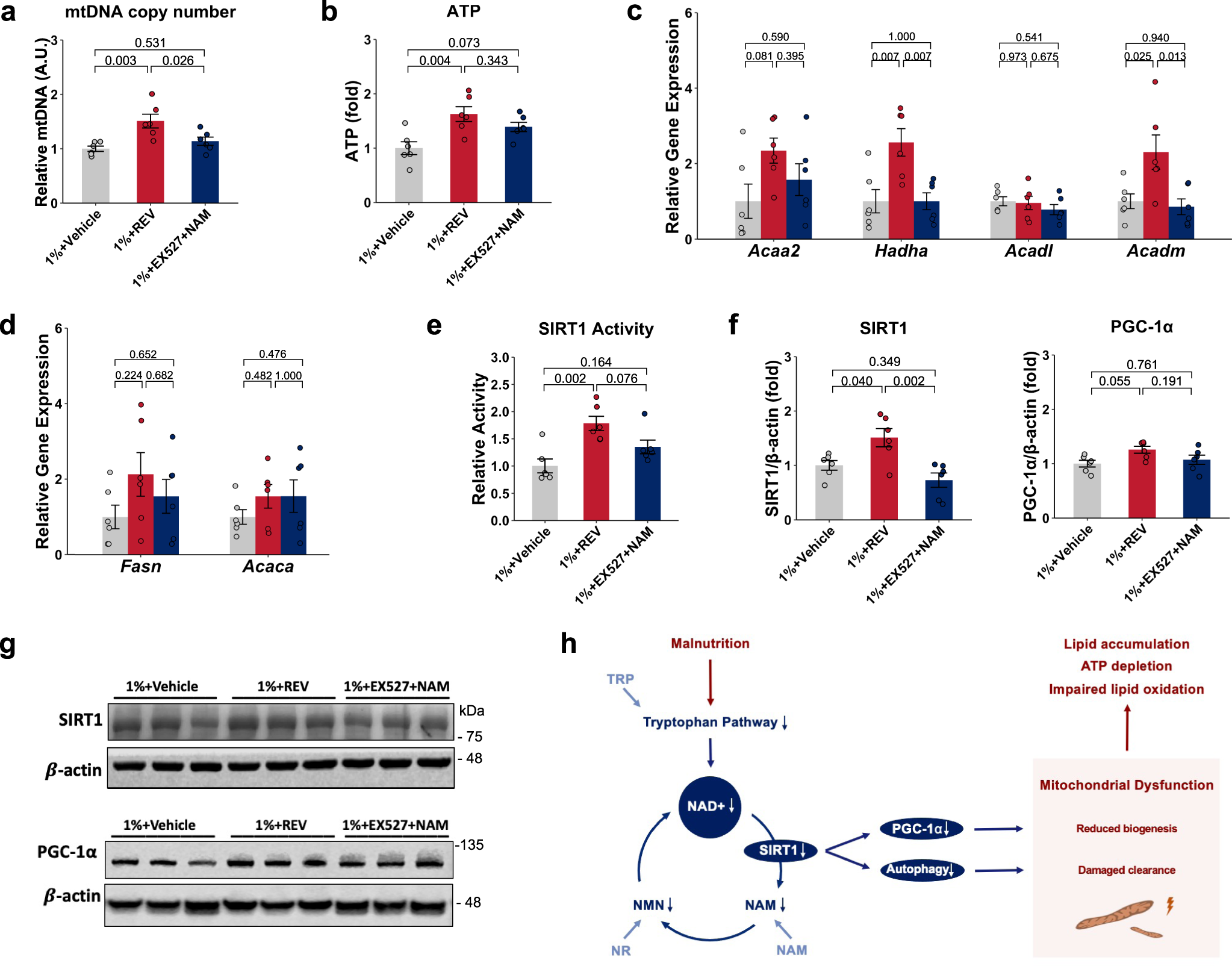 Fig. 7: The effect of SIRT1 modulators on hepatic steatosis, mitochondrial characteristics, SIRT1, and its downstream targets.