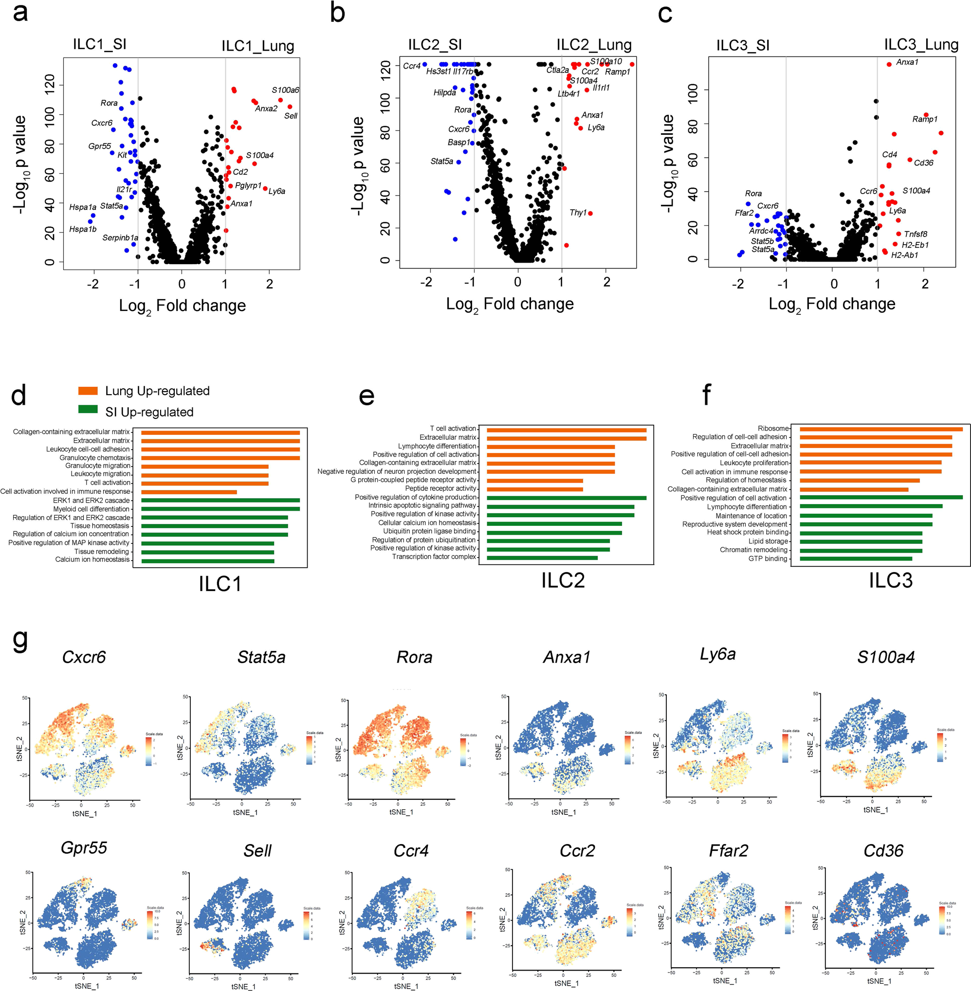 Fig. 2: Differentially expressed and tissue specific genes of ILCs in the lung and small intestine.