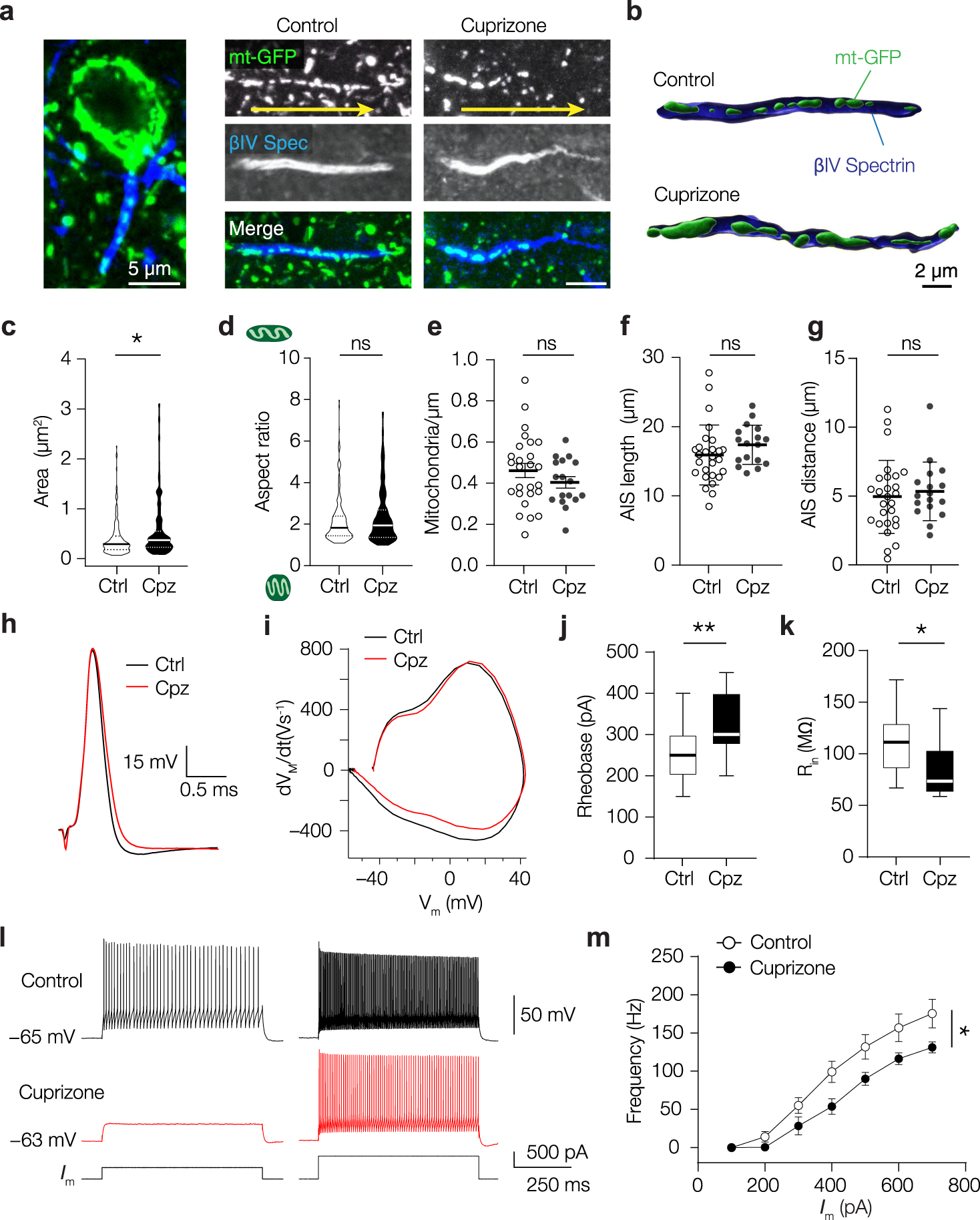 Fig. 2: Cuprizone-induced demyelination enlarges AIS mitochondria and reduces PV+ interneuron excitability.