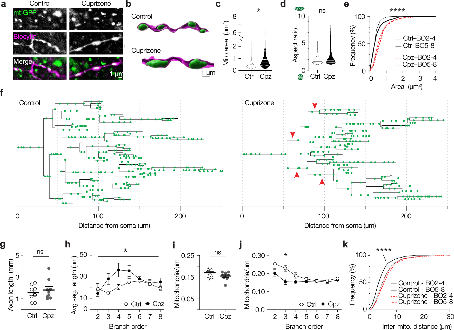 Fig. 3: Cuprizone-induced demyelination reduces mitochondrial density in proximal PV+ interneuron axons.
