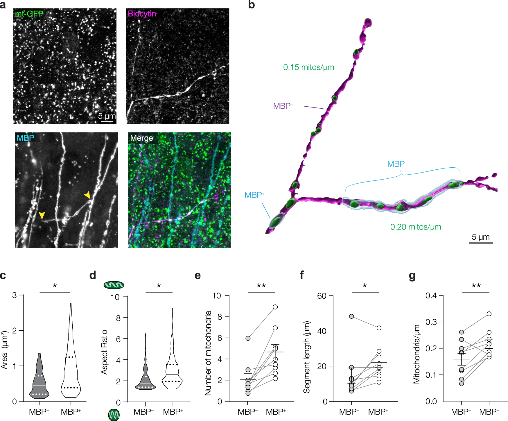 Fig. 4: Mitochondria are clustered to myelinated segments of PV+ axons.