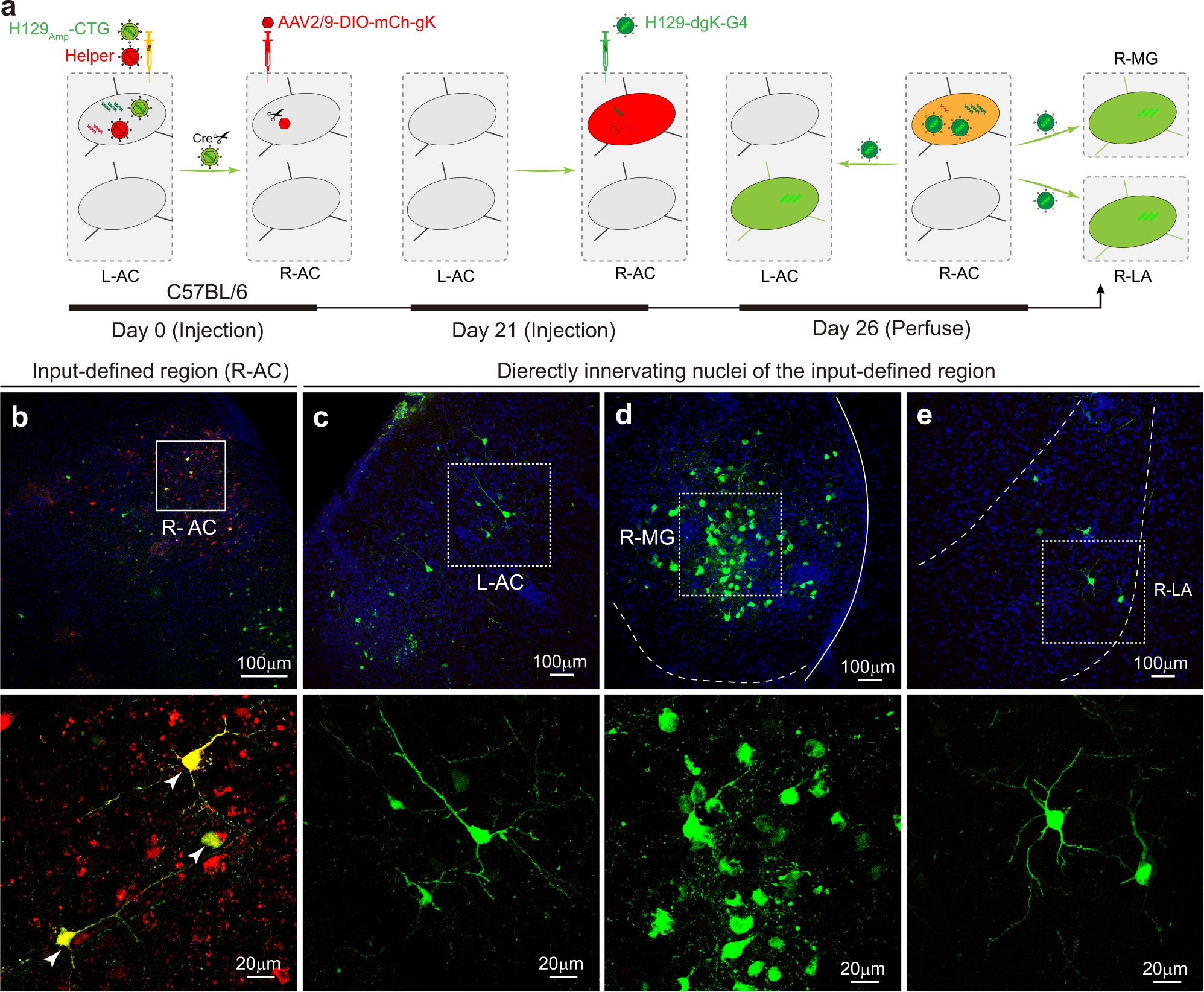 Fig. 4: Input-defined postsynaptic neurons’ anterograde monosynaptic tracing with H129Amp tracer system together with other tracers.