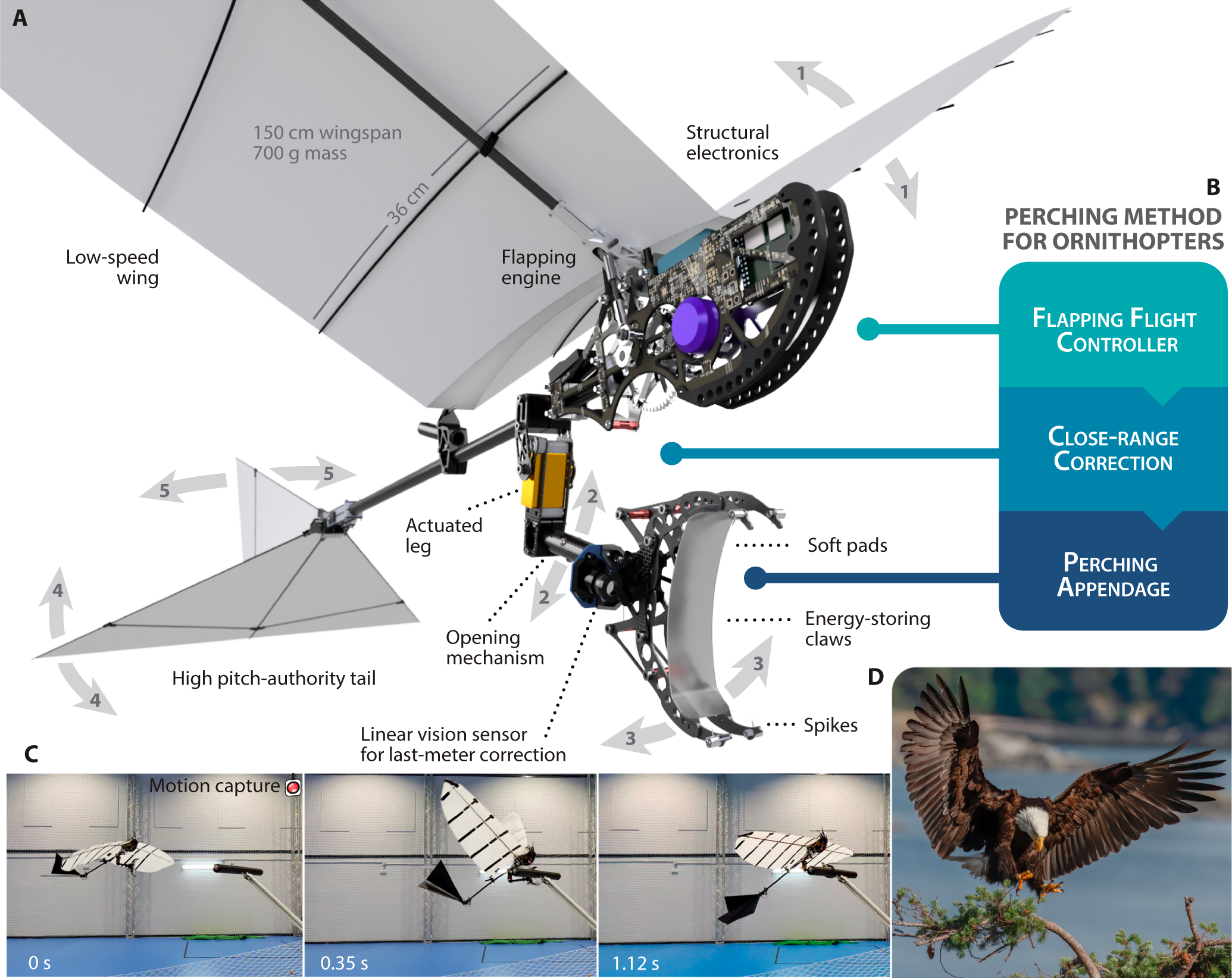 How ornithopters can perch autonomously on a branch