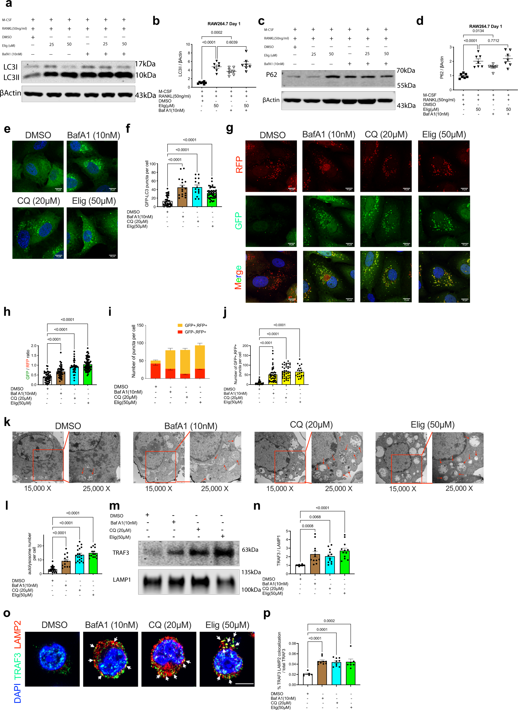 Fig. 6: Eliglustat is an autophagy inhibitor.