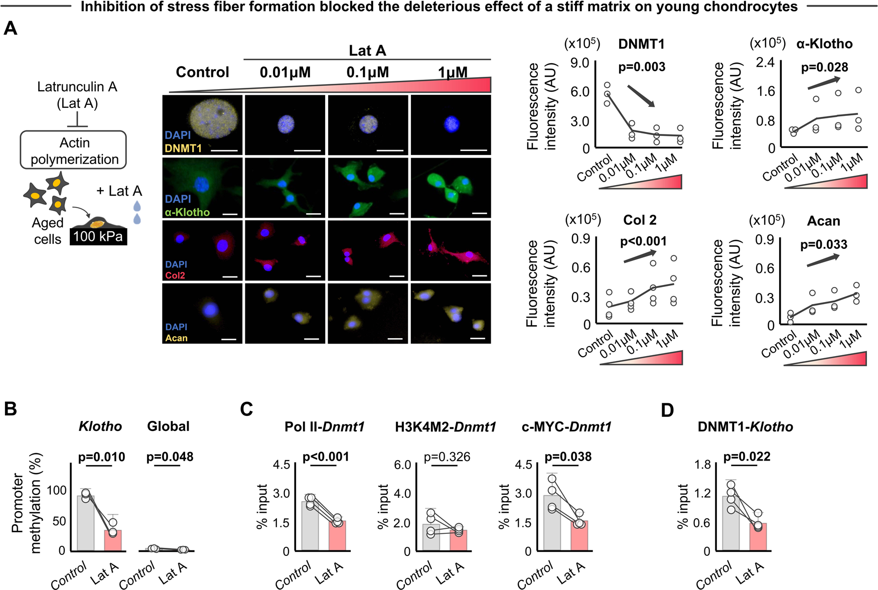 Fig. 6: Mechanotransductive signals delivered by stiff substrates drive epigenetic repression of α-Klotho.