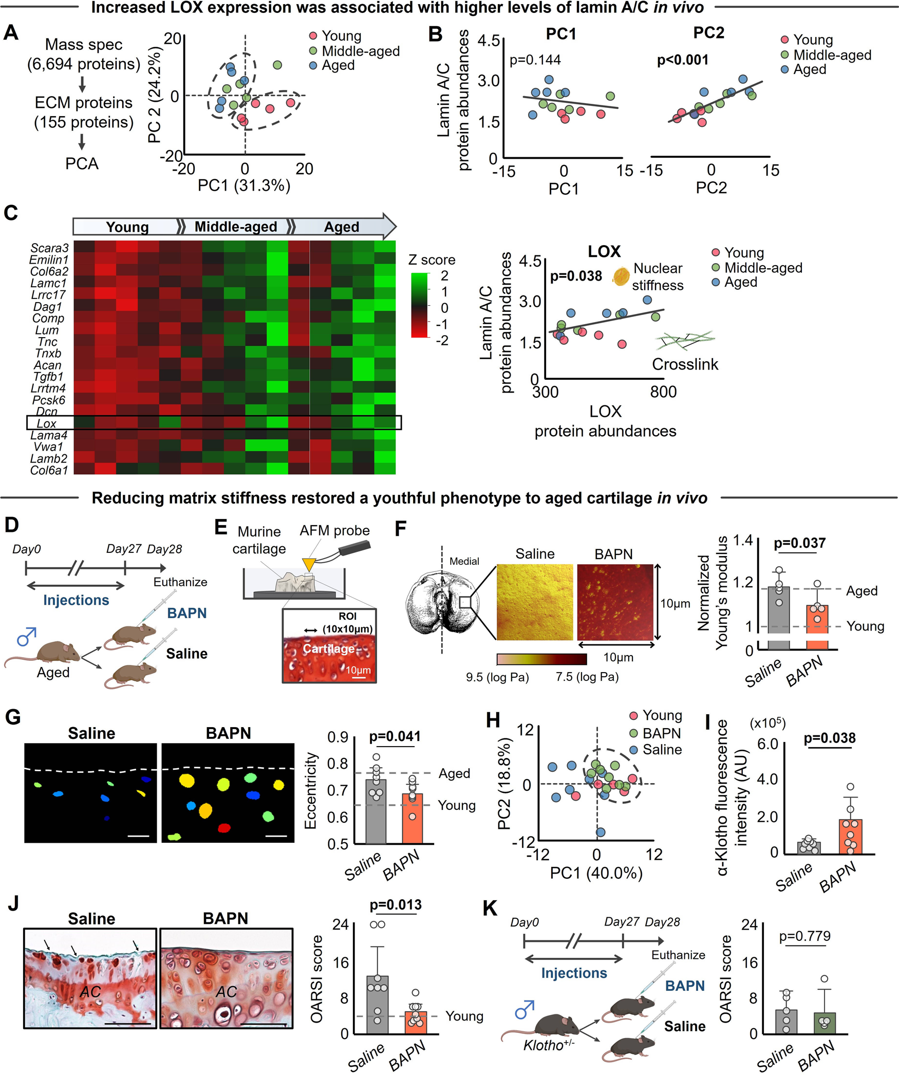 Fig. 7: BAPN injection improves α-Klotho expression and cartilage integrity in aged mice.