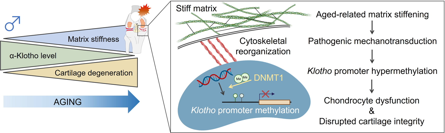 Fig. 8: Graphical abstract.