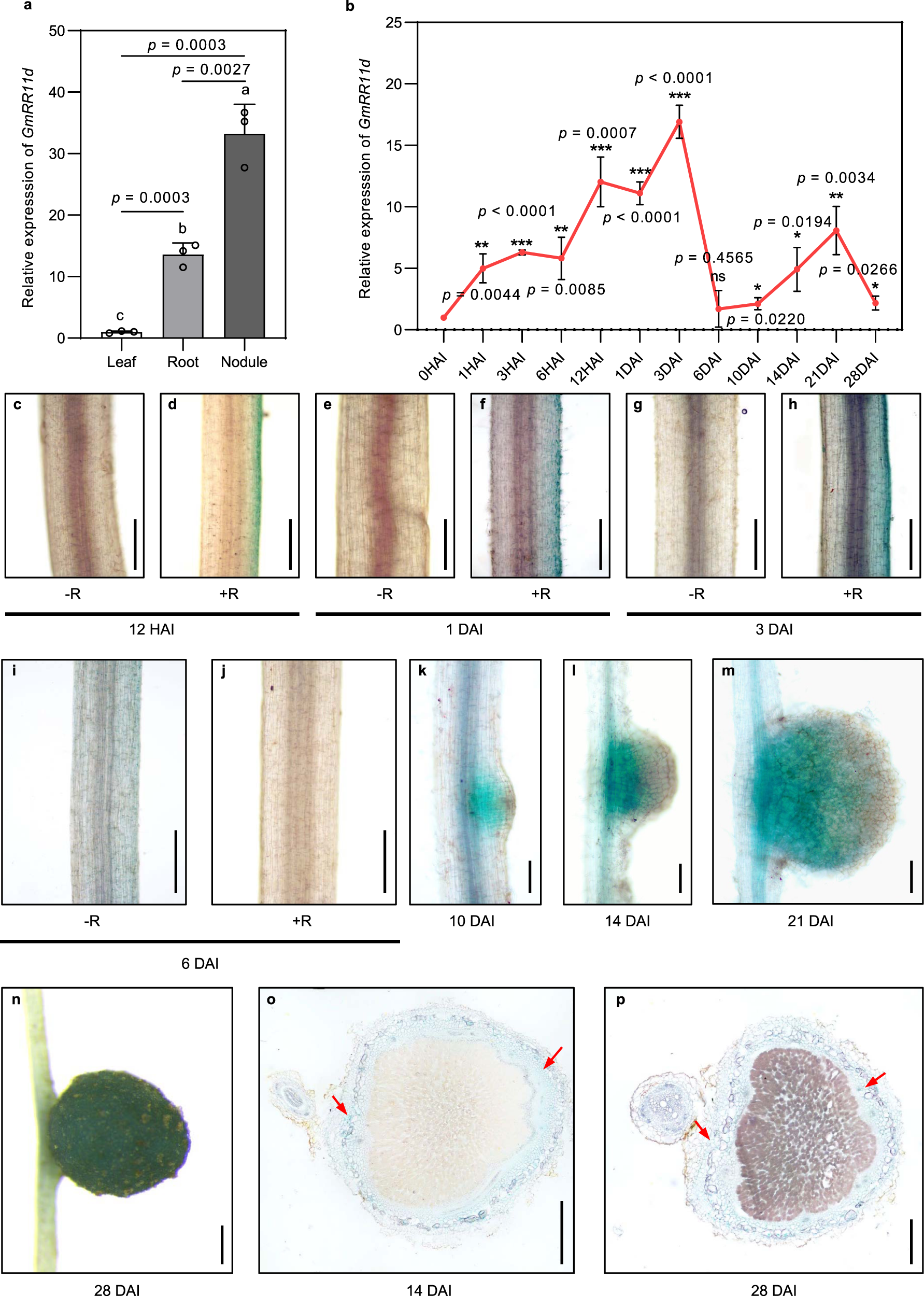Fig. 3: The expression pattern of GmRR11d during nodulation.