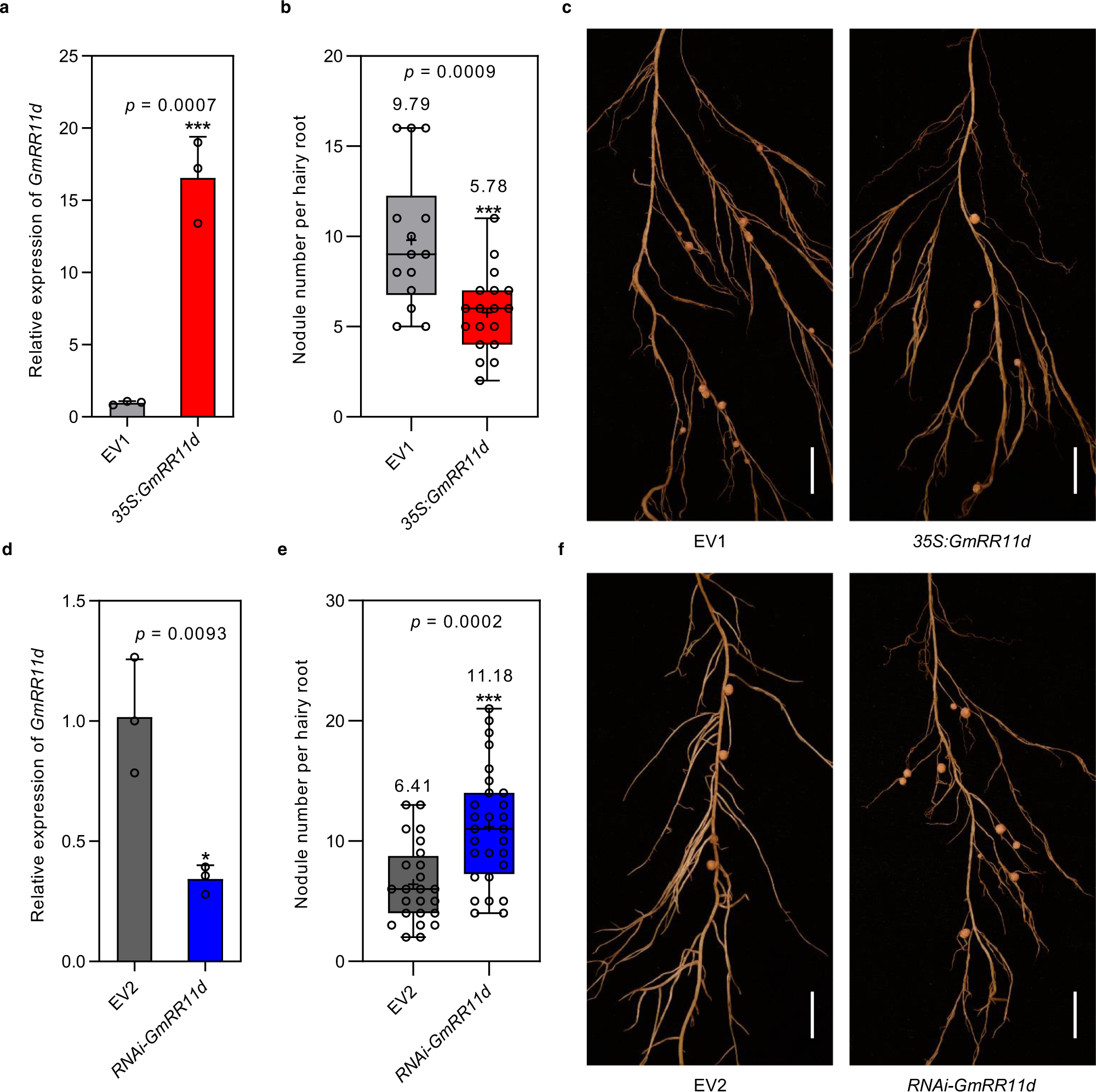 Fig. 4: Alterations of GmRR11d expression affect nodulation.
