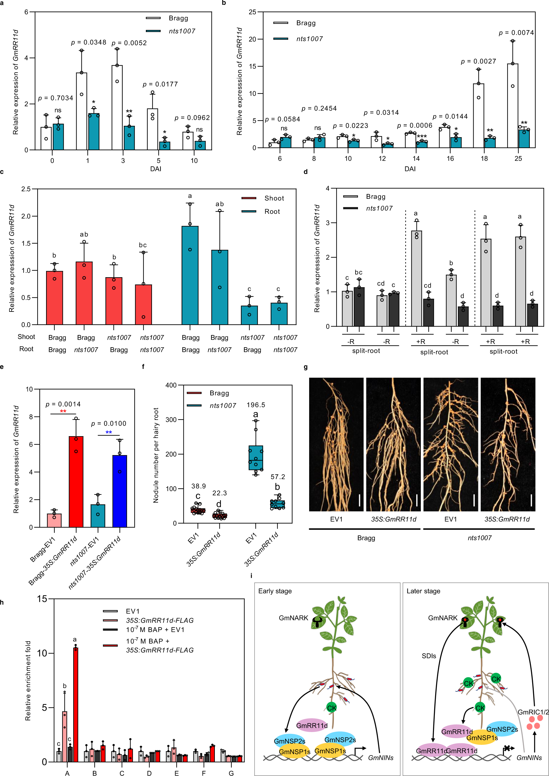 Fig. 7: GmRR11d acts as a downstream regulator of GmNARK in soybean.