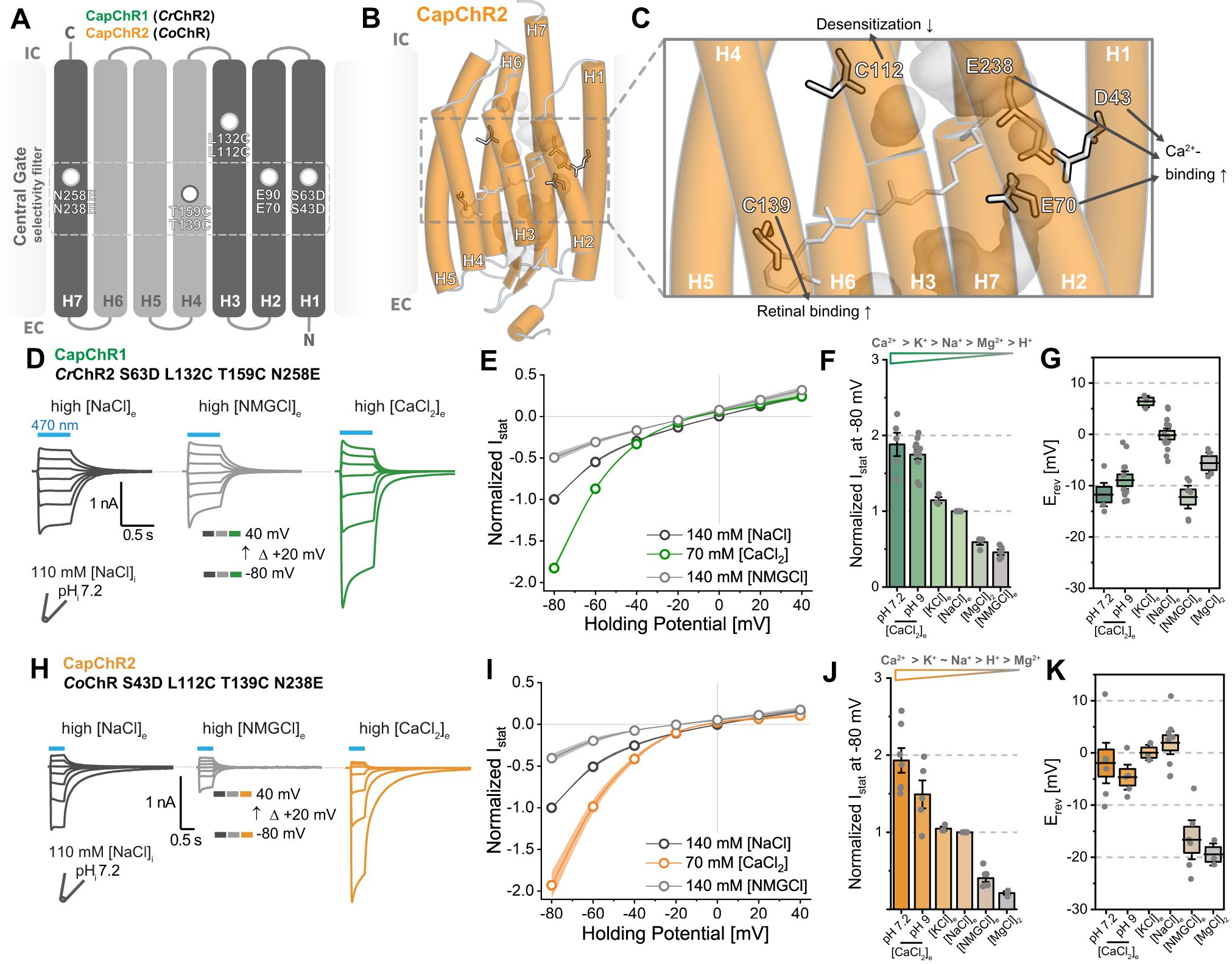Fig. 2: Engineering of Calcium-permeable ChannelRhodopsins (CapChRs).