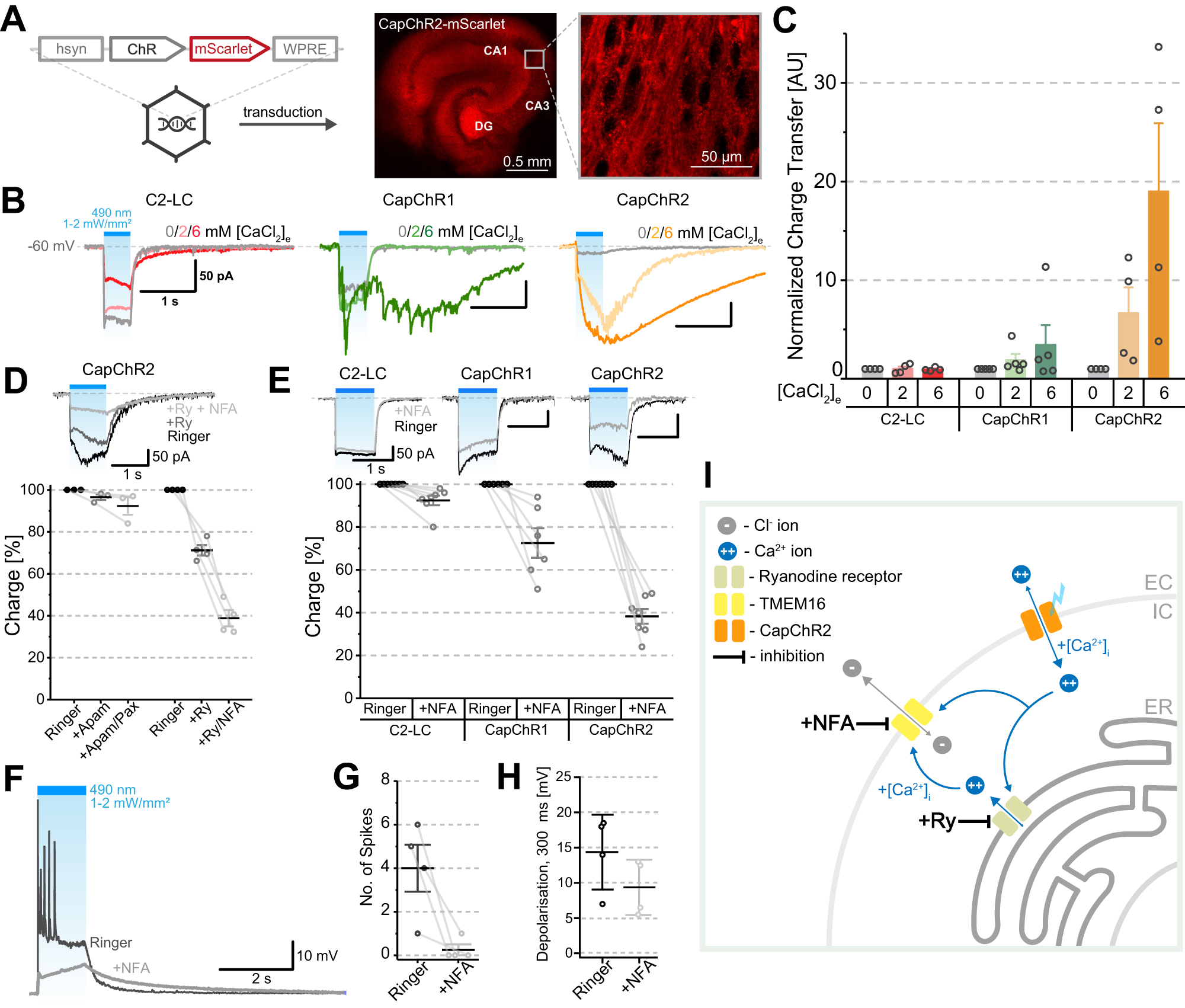 Fig. 6: Electrophysiological characterization of CapChRs in organotypic hippocampal slice culture.