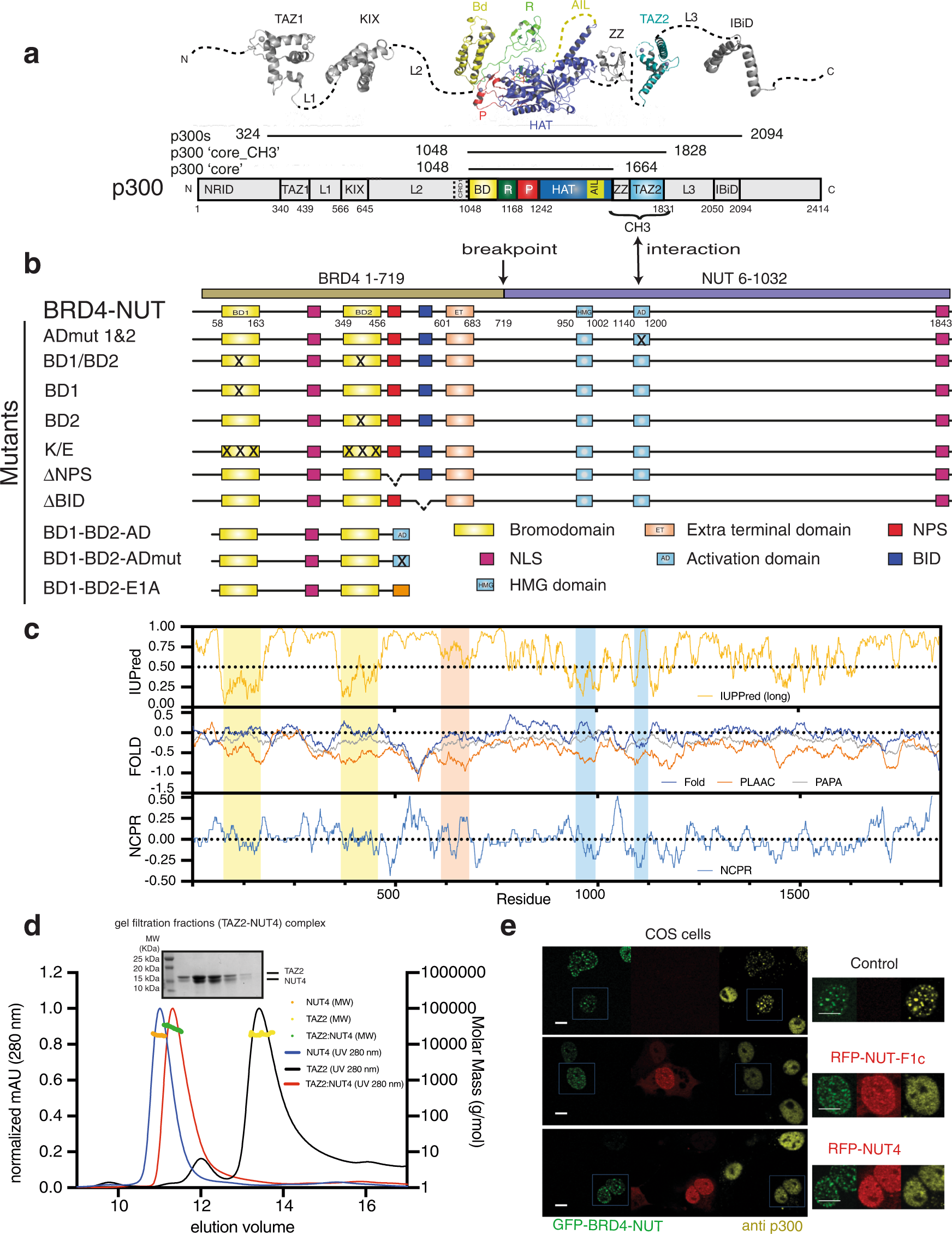 Structural insights into p300 regulation and acetylation-dependent genome  organisation | Nature Communications