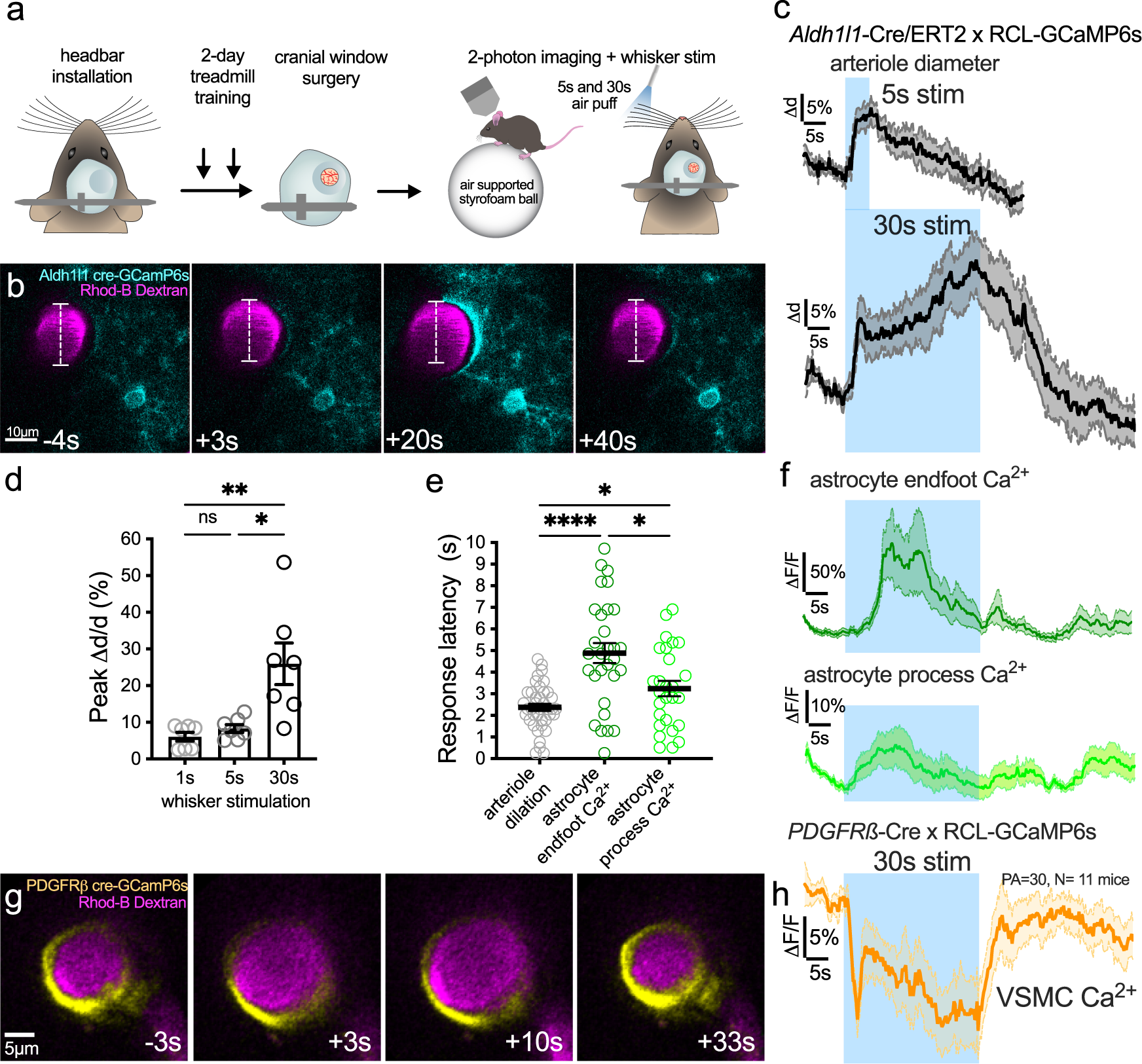 Clamping astrocyte Ca 2+ in vivo with CalEx impairs vasomotion (A)