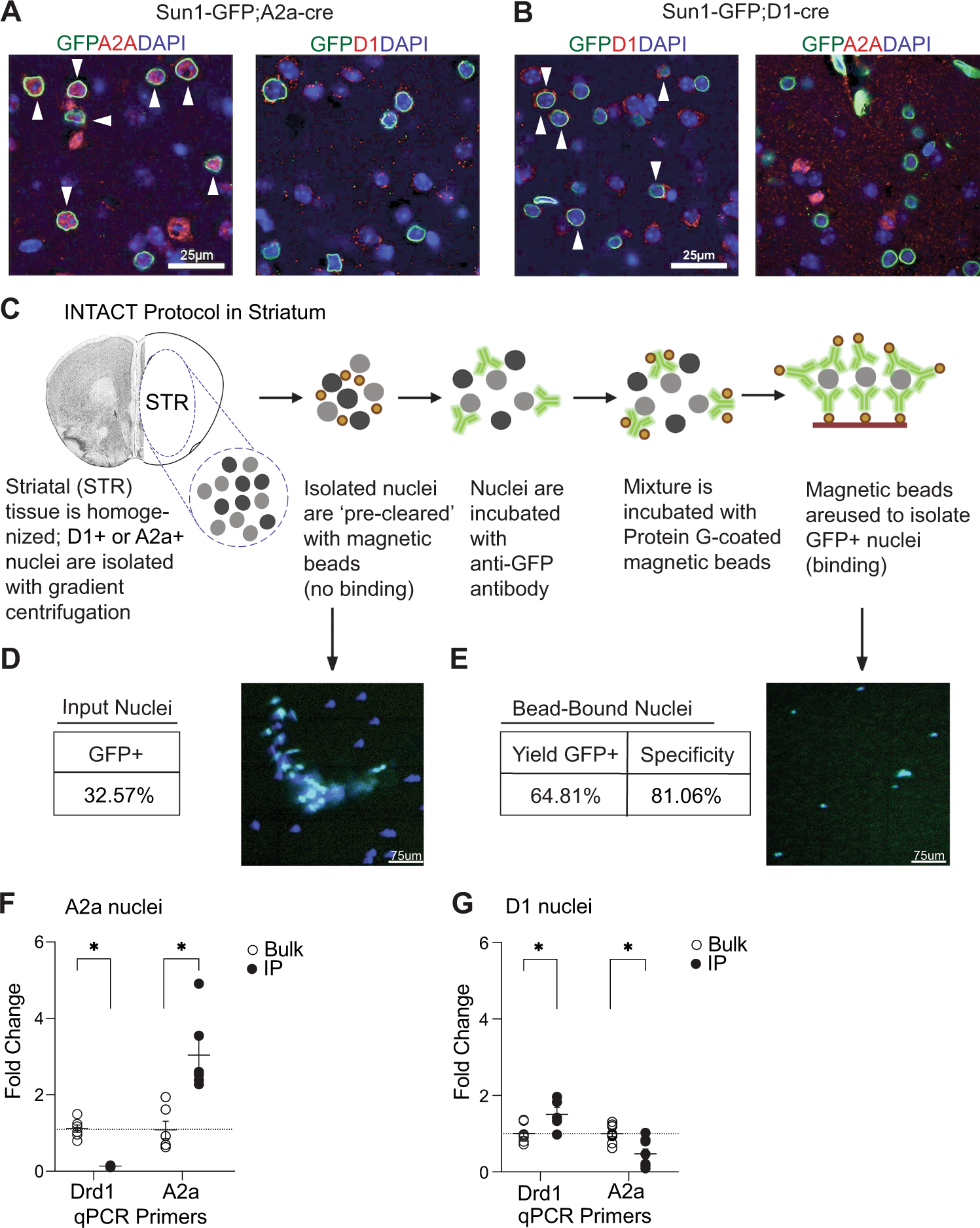 Cell-type specific profiling of histone post-translational modifications in  the adult mouse striatum | Nature Communications