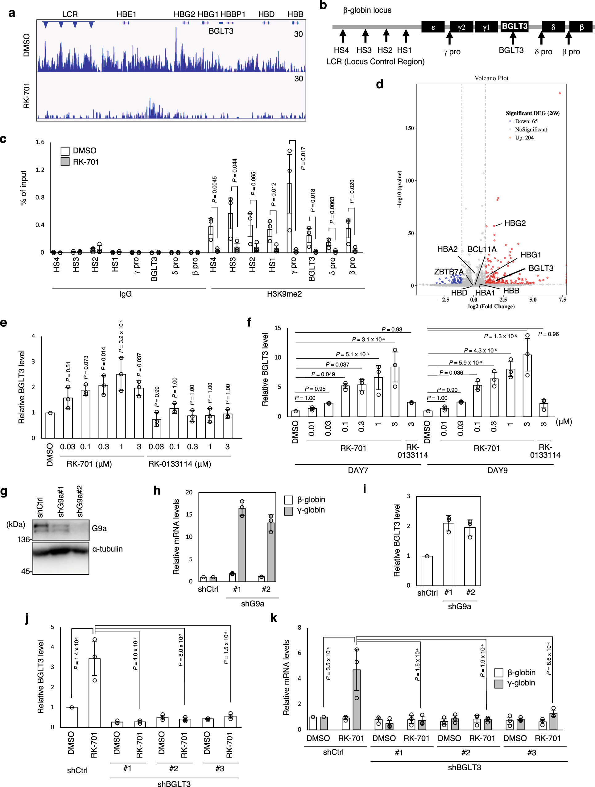 Fig. 3: The essential role of BGLT3 in induction of γ-globin by RK-701.