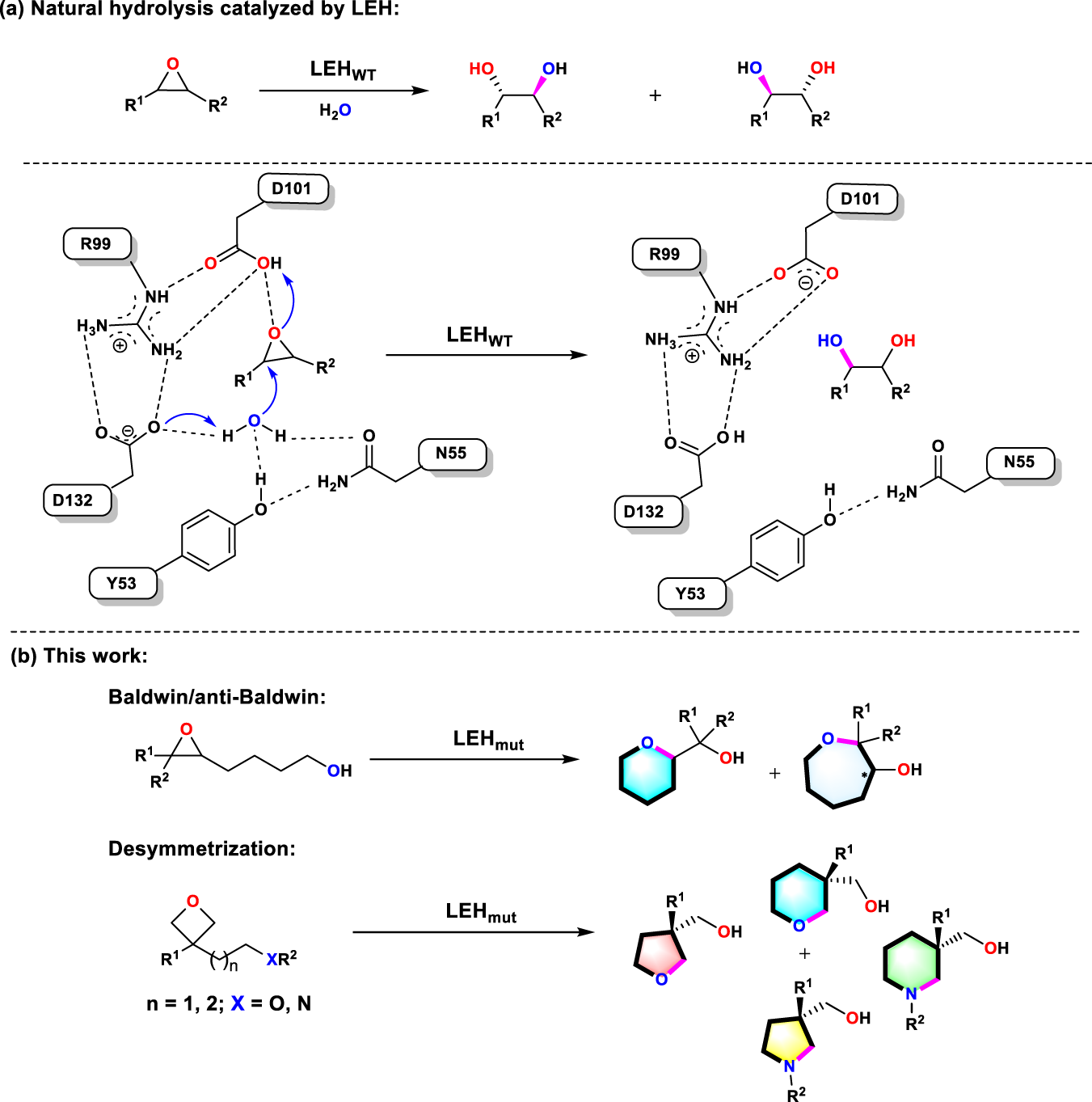 Epoxide ring-opening reaction of cyclohexene oxide (1) with HheG and... |  Download Scientific Diagram