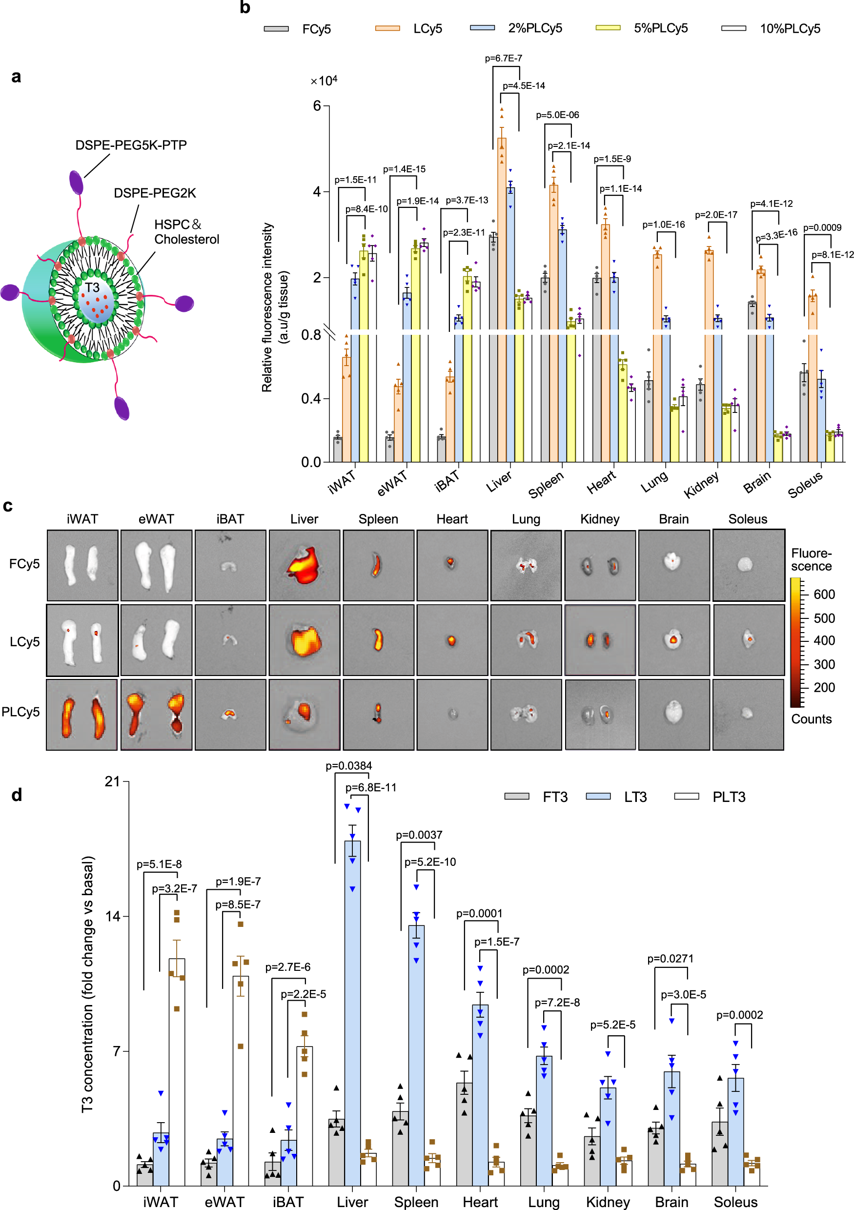 Fig. 1: Construction and evaluation of liposomal nanoparticles for adipose-selective drug delivery.