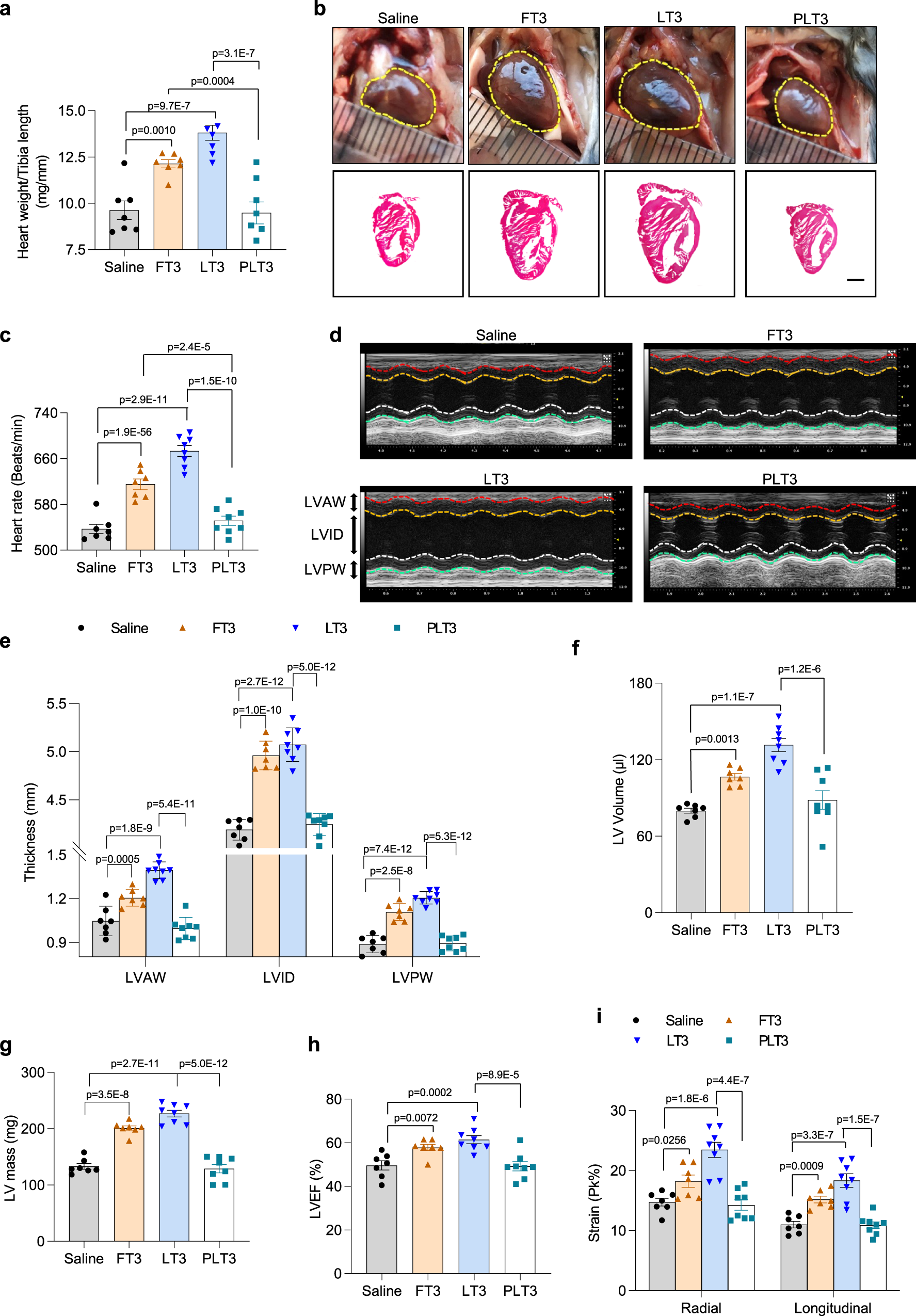 Fig. 8: Mice treated with PLT3 are devoid of cardiac toxicity.