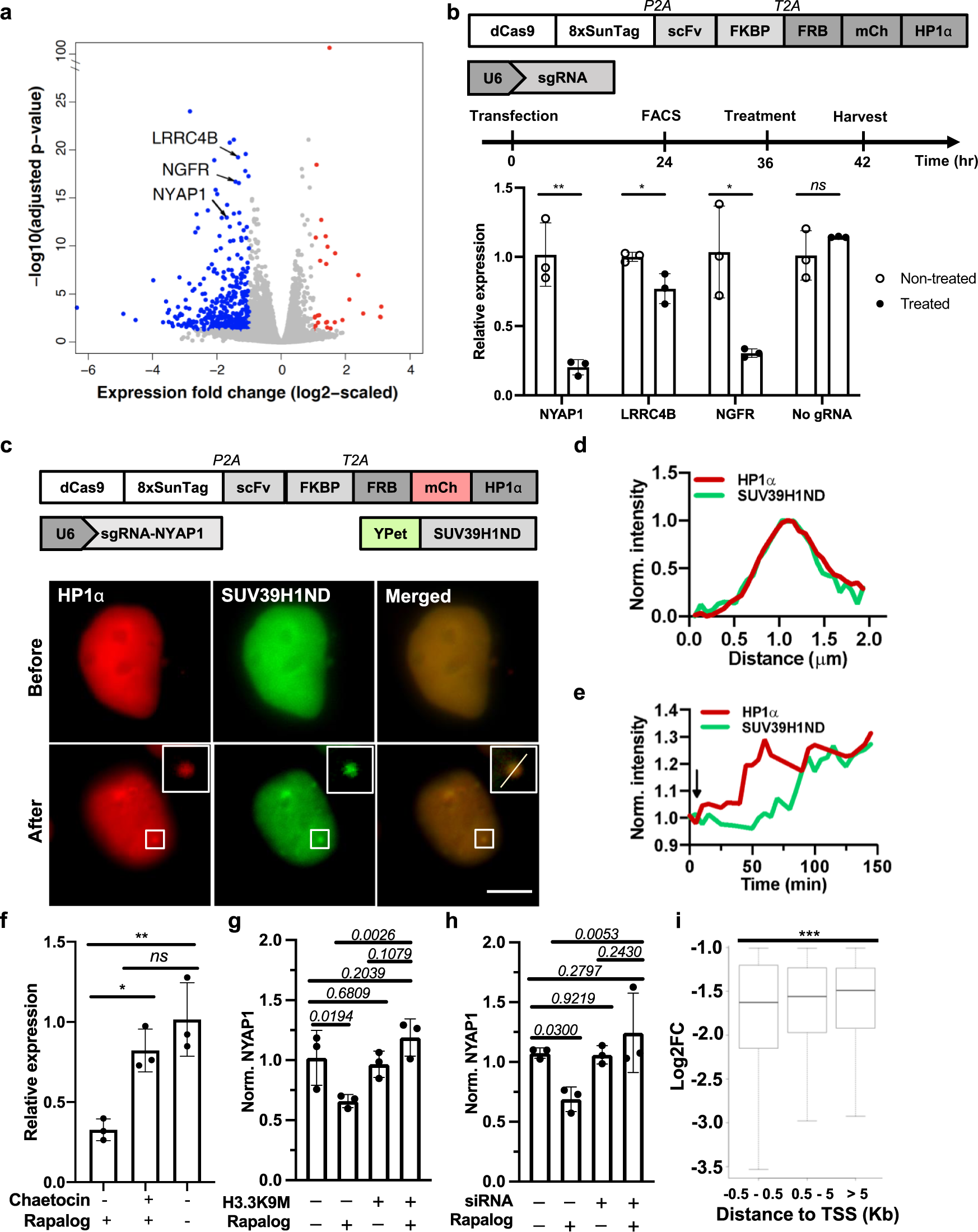 Fig. 5: SIMBA recruits histone methyltransferase to regulate local transcription at target genomic sites.