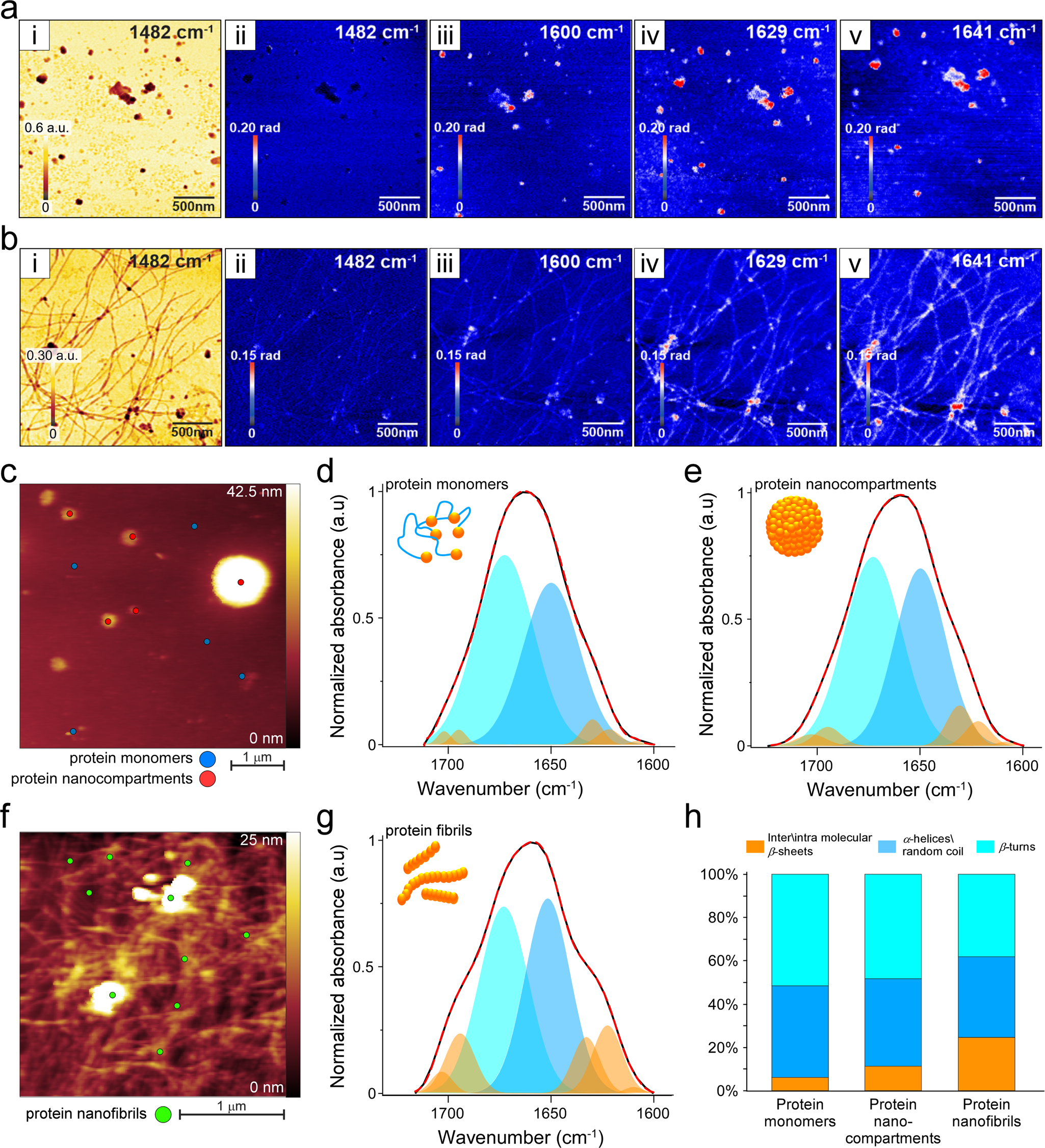 Fig. 3: Nano-FTIR analysis of silk protein assemblies.
