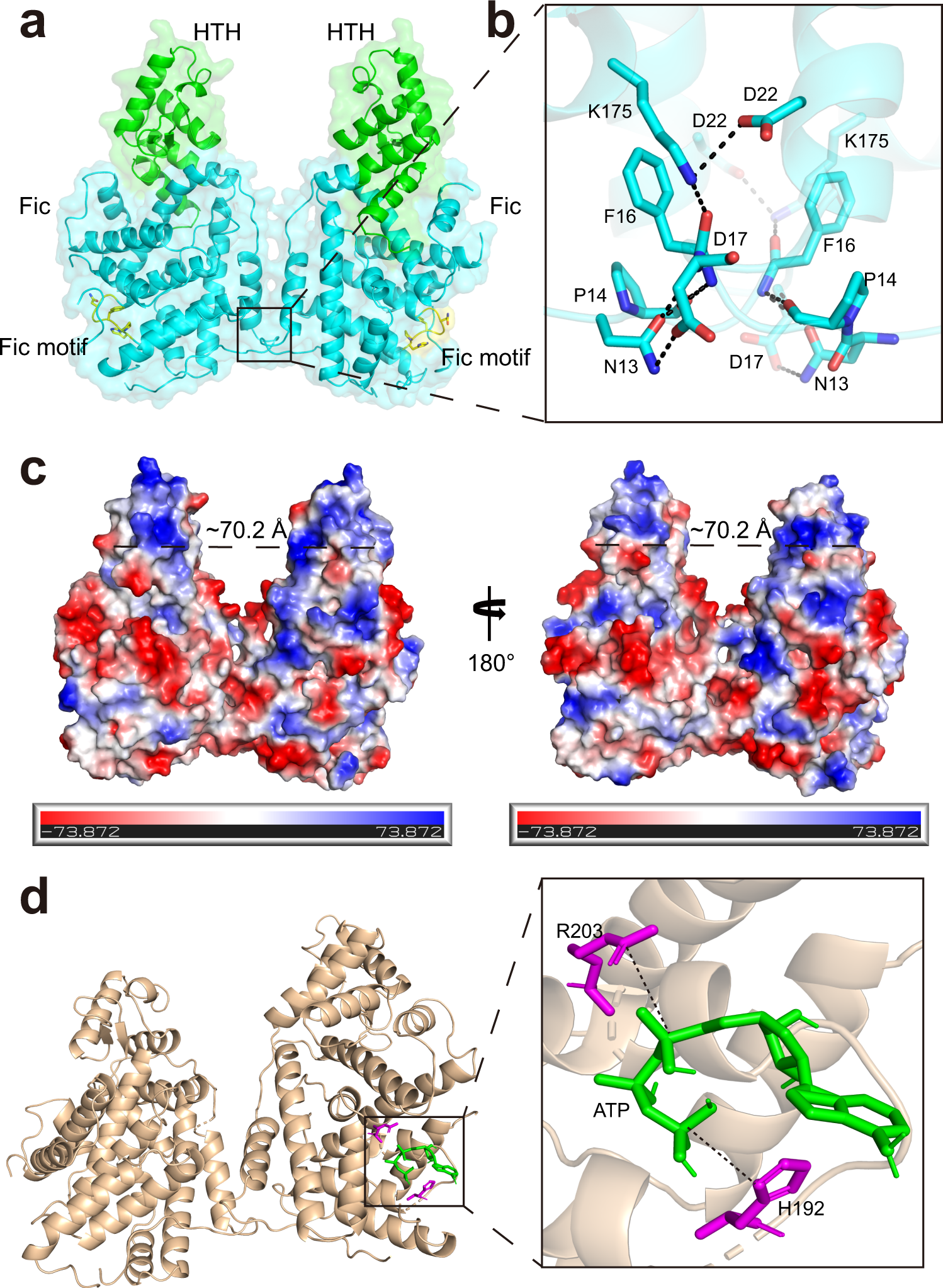 Fig. 4: Overall structure of CccR.