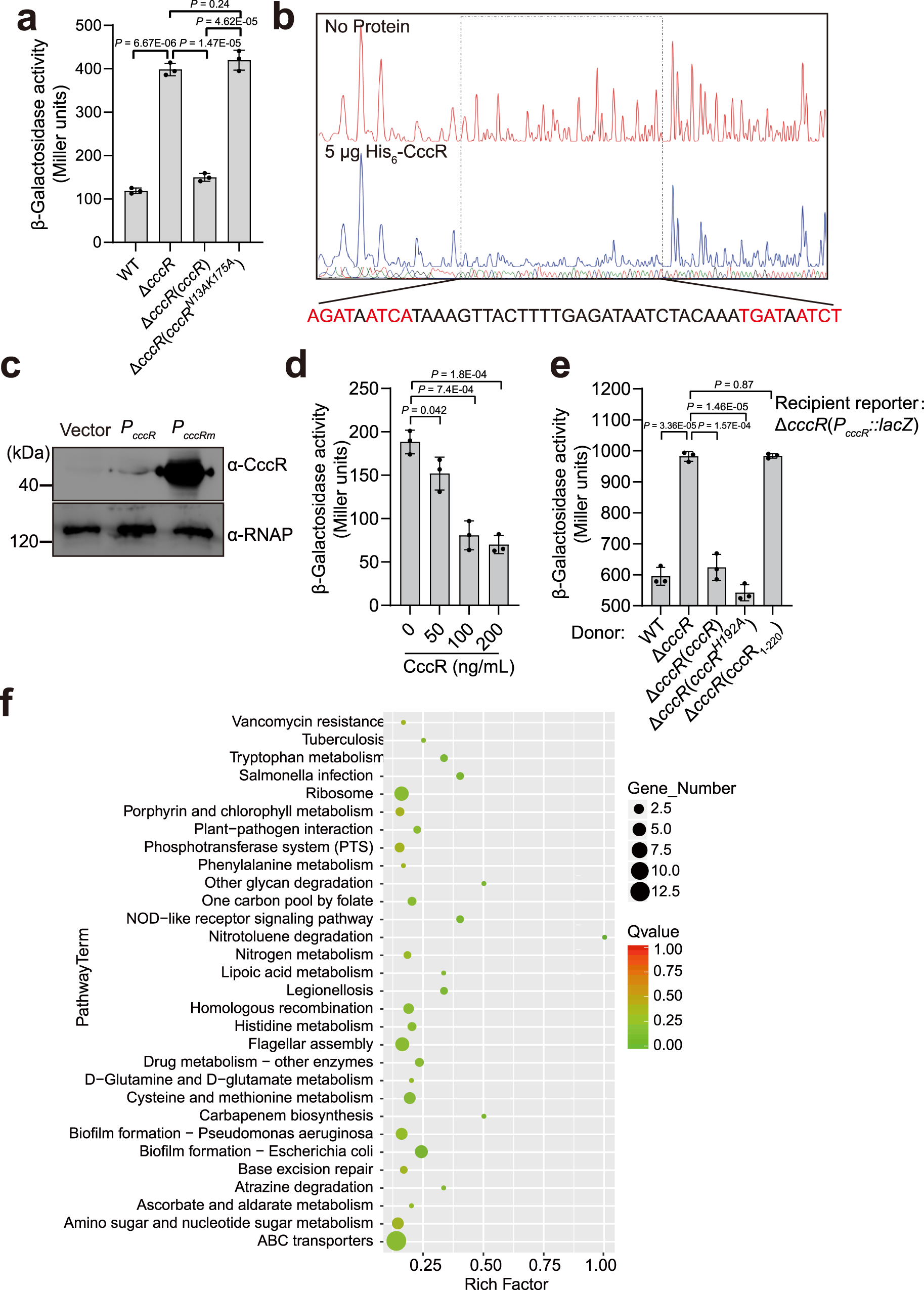 Fig. 5: CccR regulates gene expression in both producing and recipient cells.