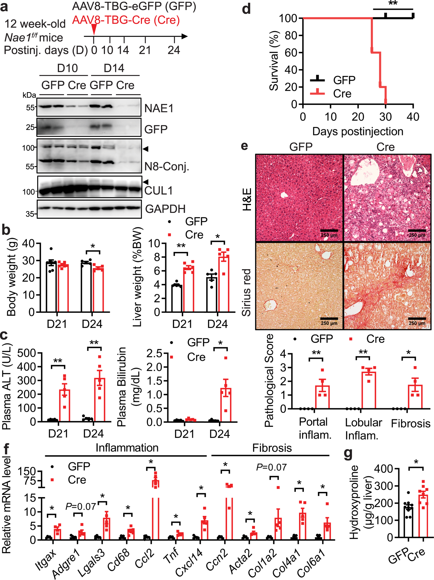 Fig. 2: Adult-onset, hepatocyte-specific deletion of NAE1 causes liver failure.