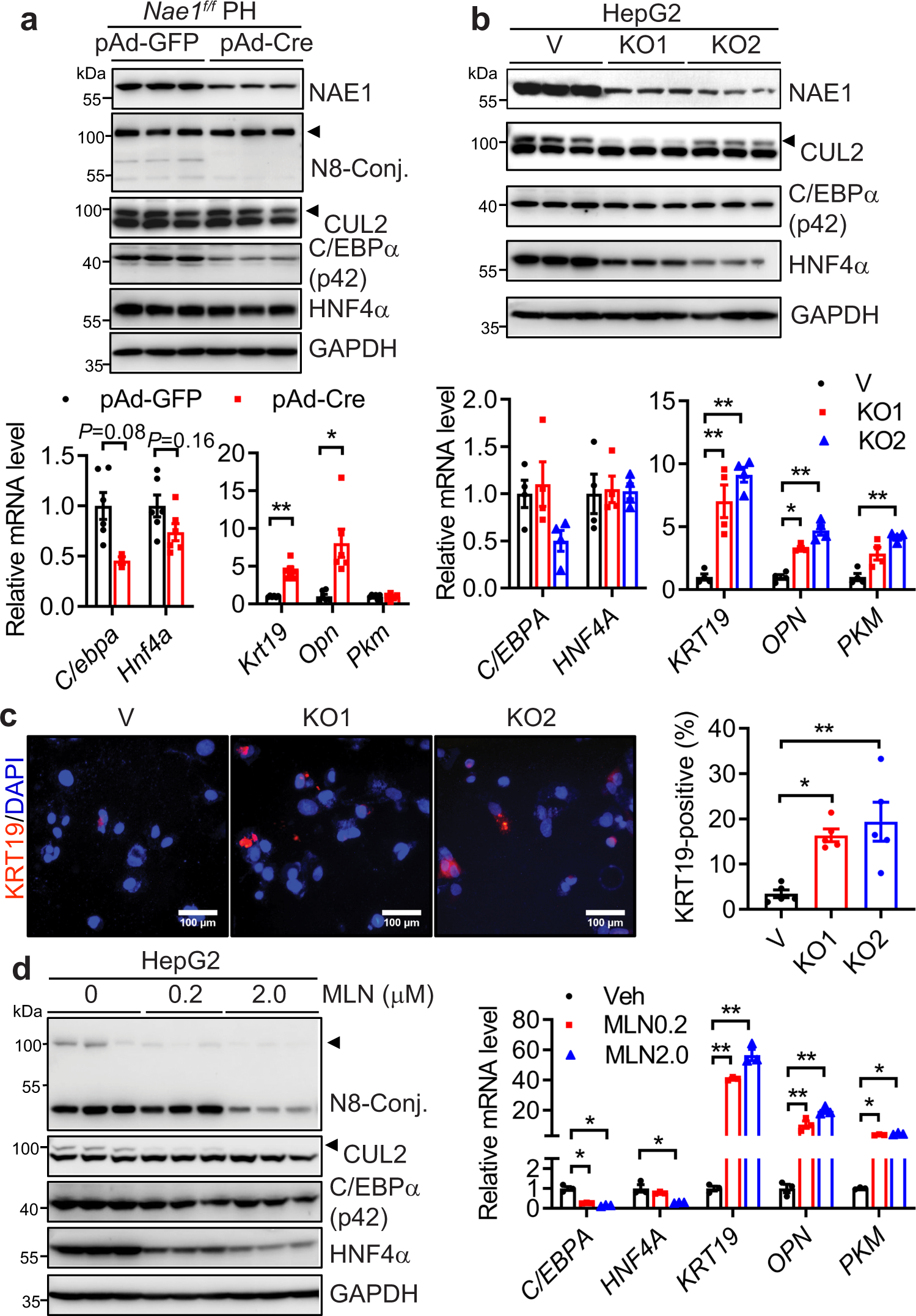 Fig. 5: Neddylation deficiency autonomously activates hepatocyte fetal reprogramming.