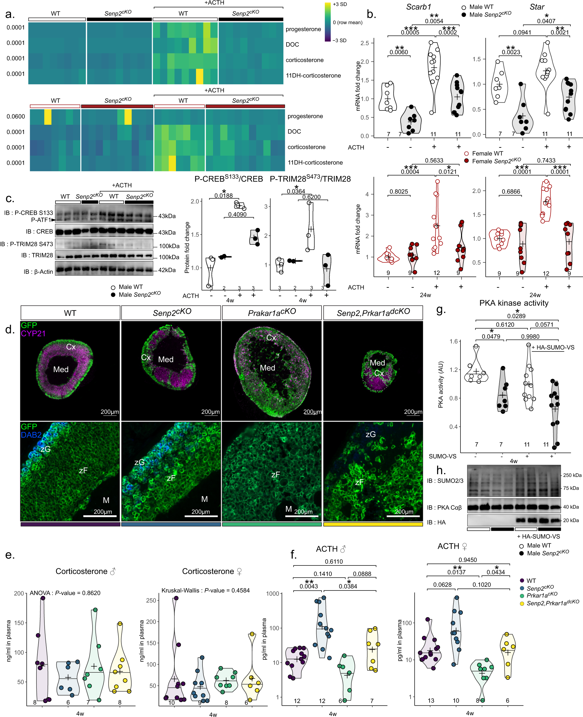 Fig. 3: Senp2 is necessary for proper ACTH response.