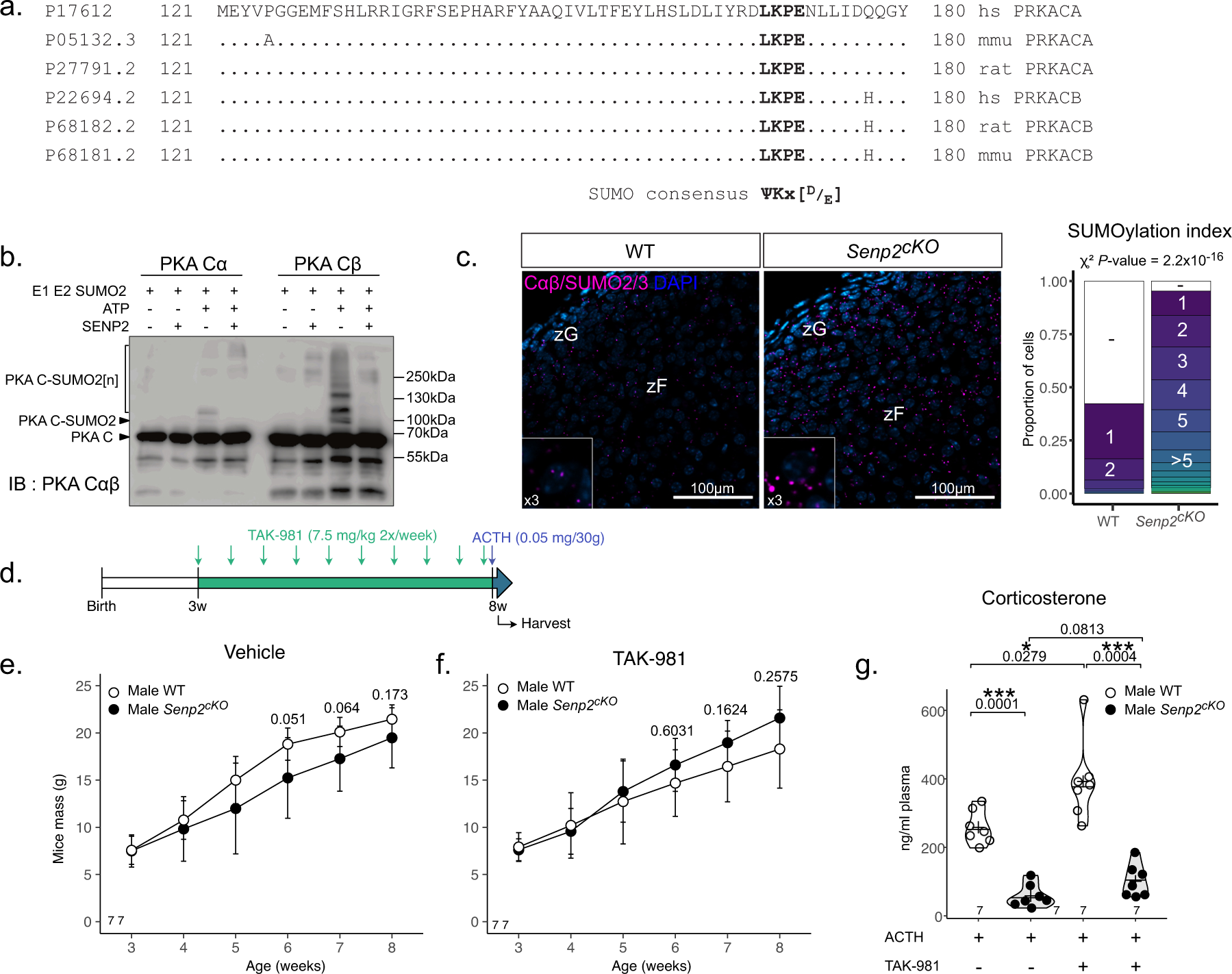 Fig. 4: SENP2 deSUMOylates PKA catalytic units.