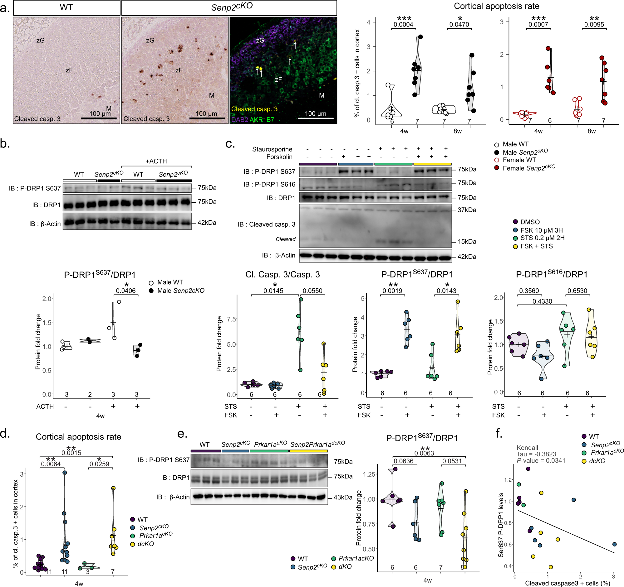 Fig. 6: Senp2 loss triggers apoptosis at the zG-zF boundary.