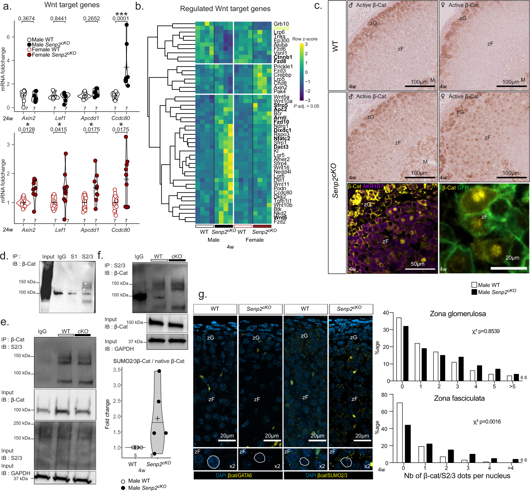 Fig. 8: Senp2 loss promotes β-catenin SUMOylation and activates the WNT signalling pathway.
