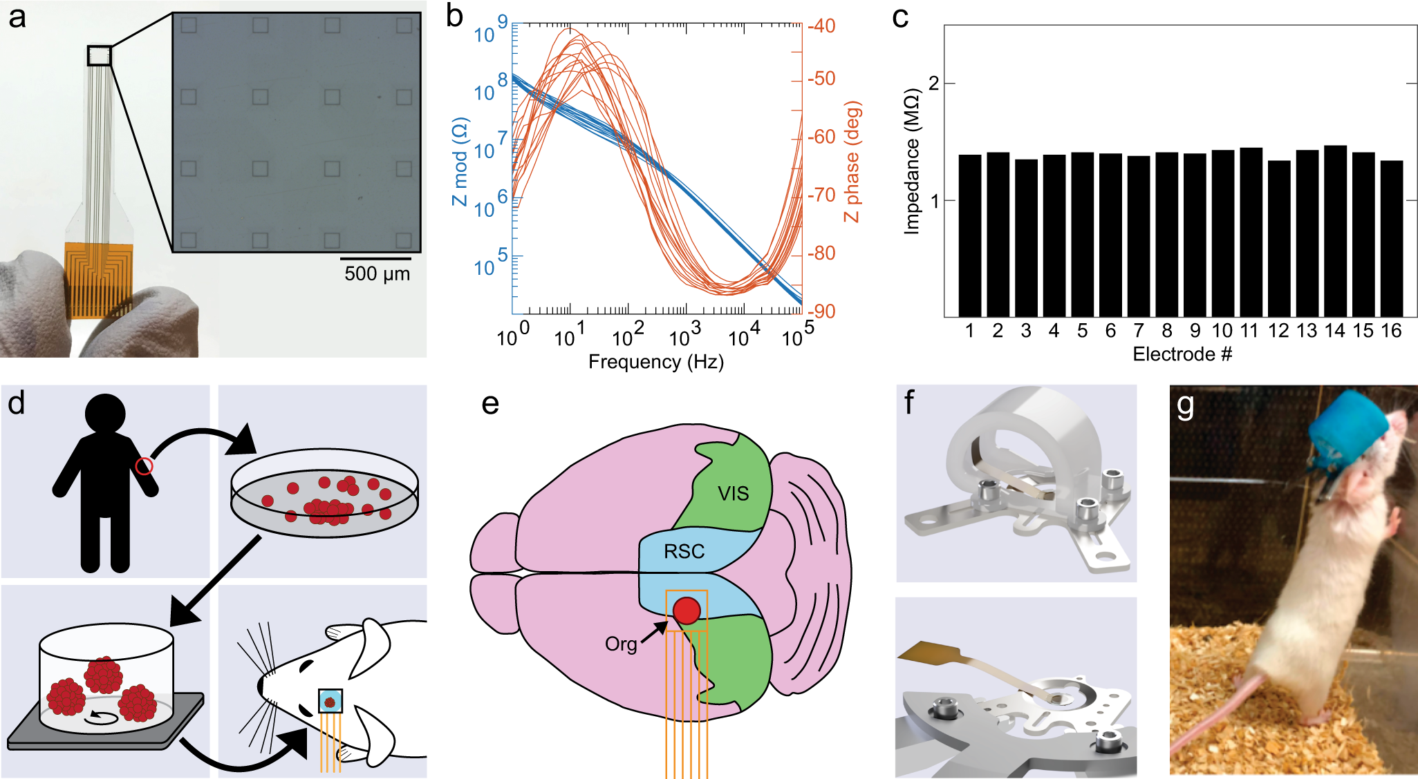 Multimodal monitoring of human cortical organoids implanted in mice reveal  functional connection with visual cortex | Nature Communications