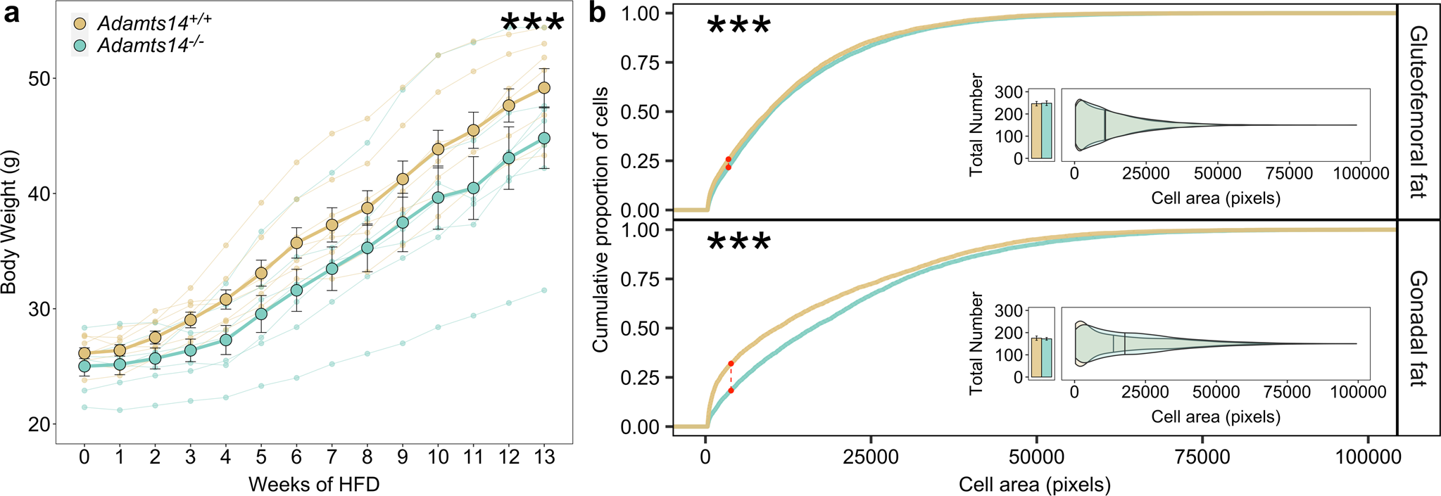 Fig. 3: The Adamts14−/− mice showed resistance to weight gain and altered adipose histomorphology under HFD conditions.