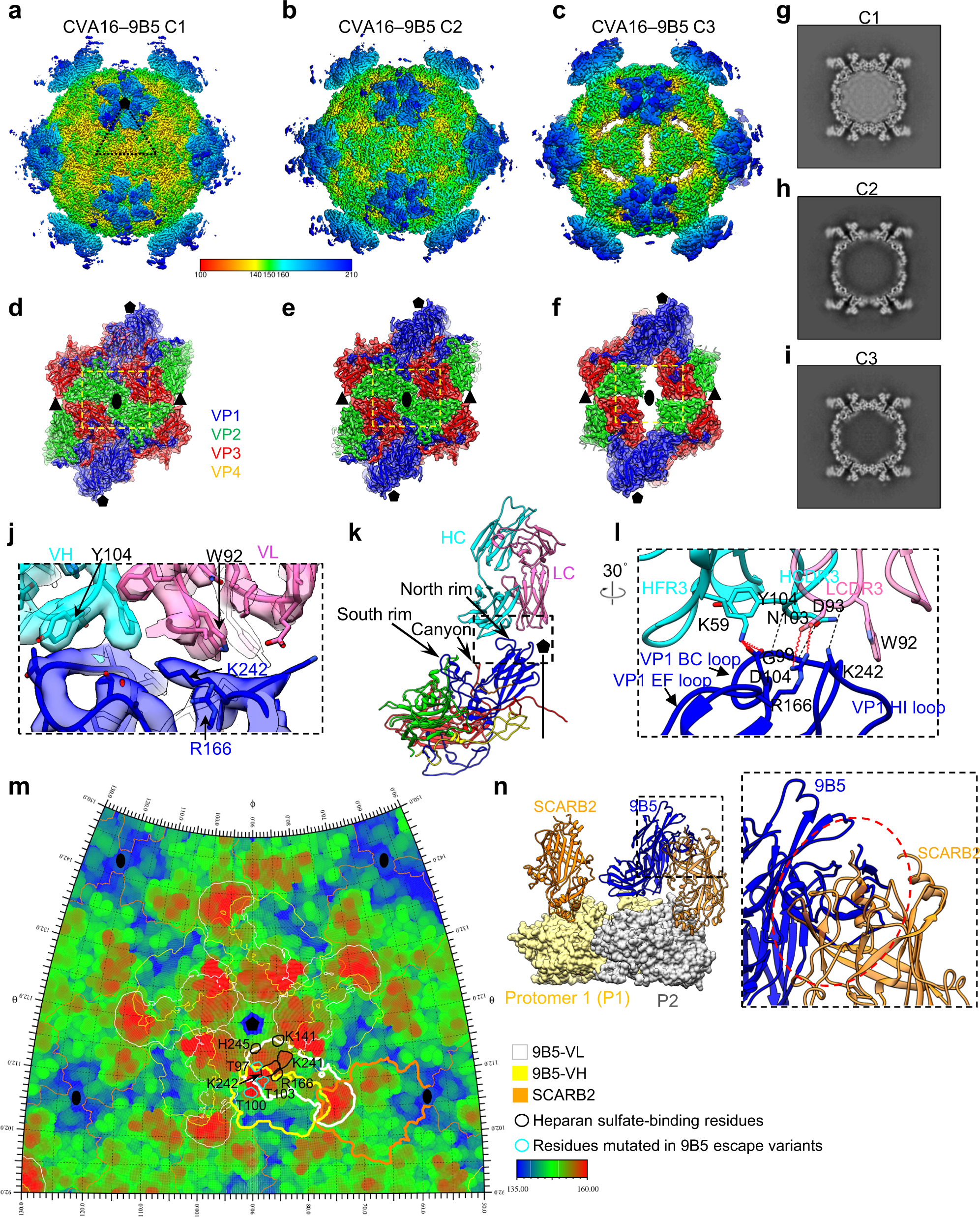 Fig. 4: Cryo-EM structures of CVA16 in complex with 9B5 Fab.
