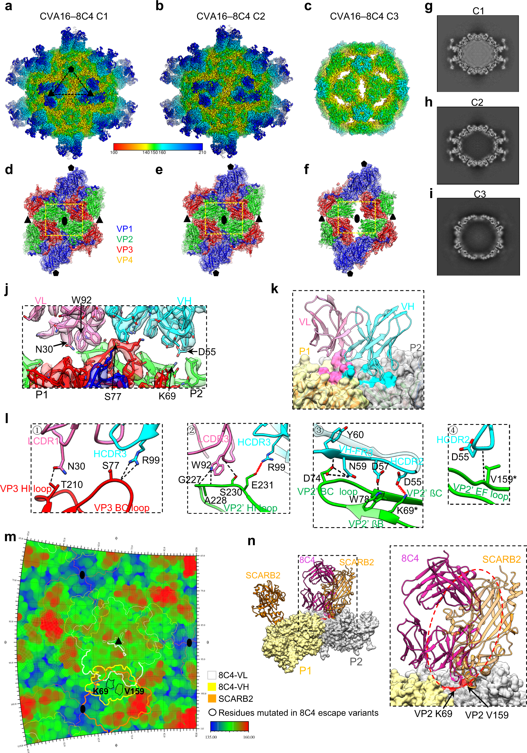 Fig. 5: Cryo-EM structures of CVA16 in complex with 8C4 Fab.