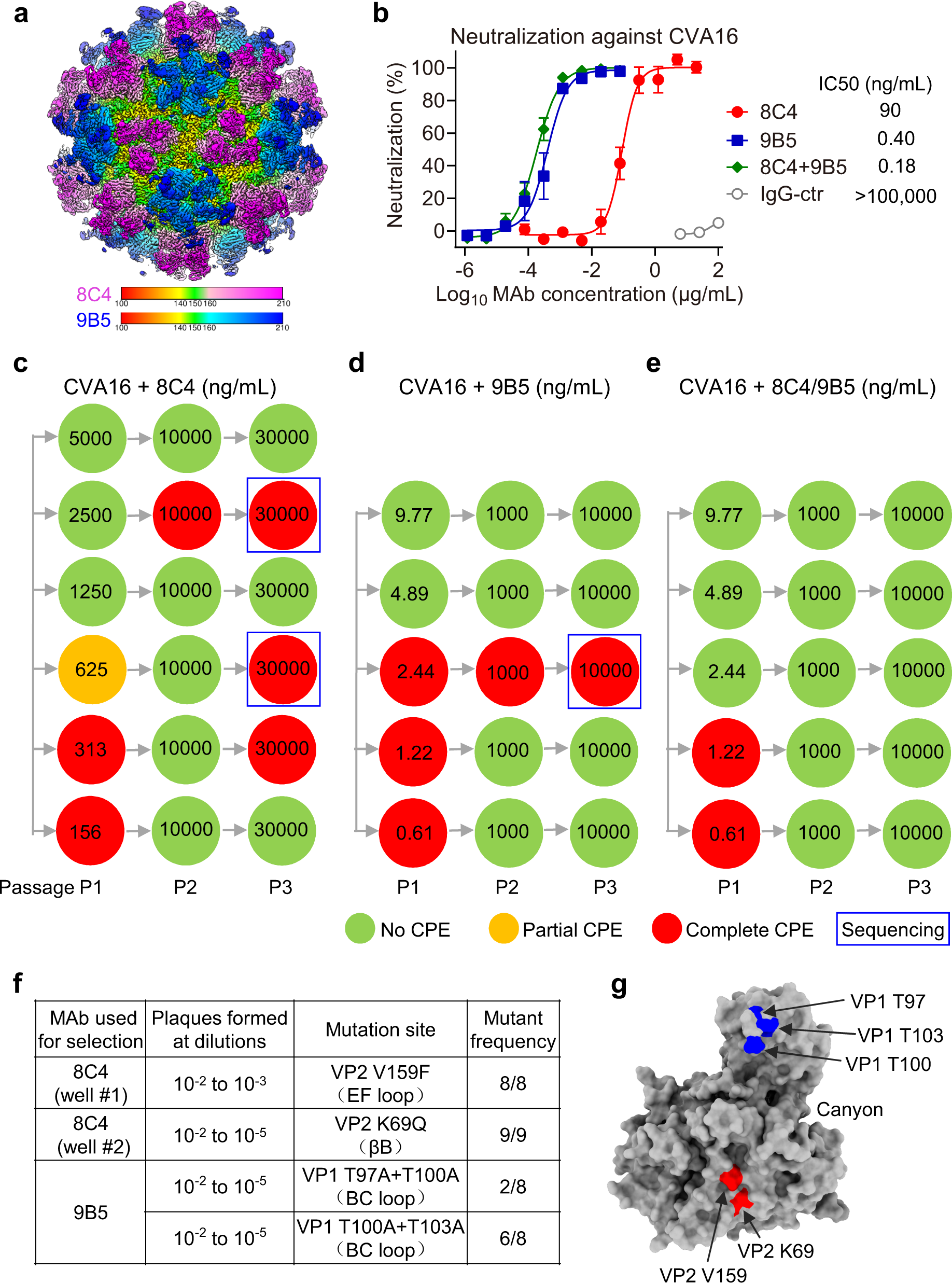 Fig. 6: A combination of MAbs 8C4 and 9B5 prevents CVA16 virus escape mutations.