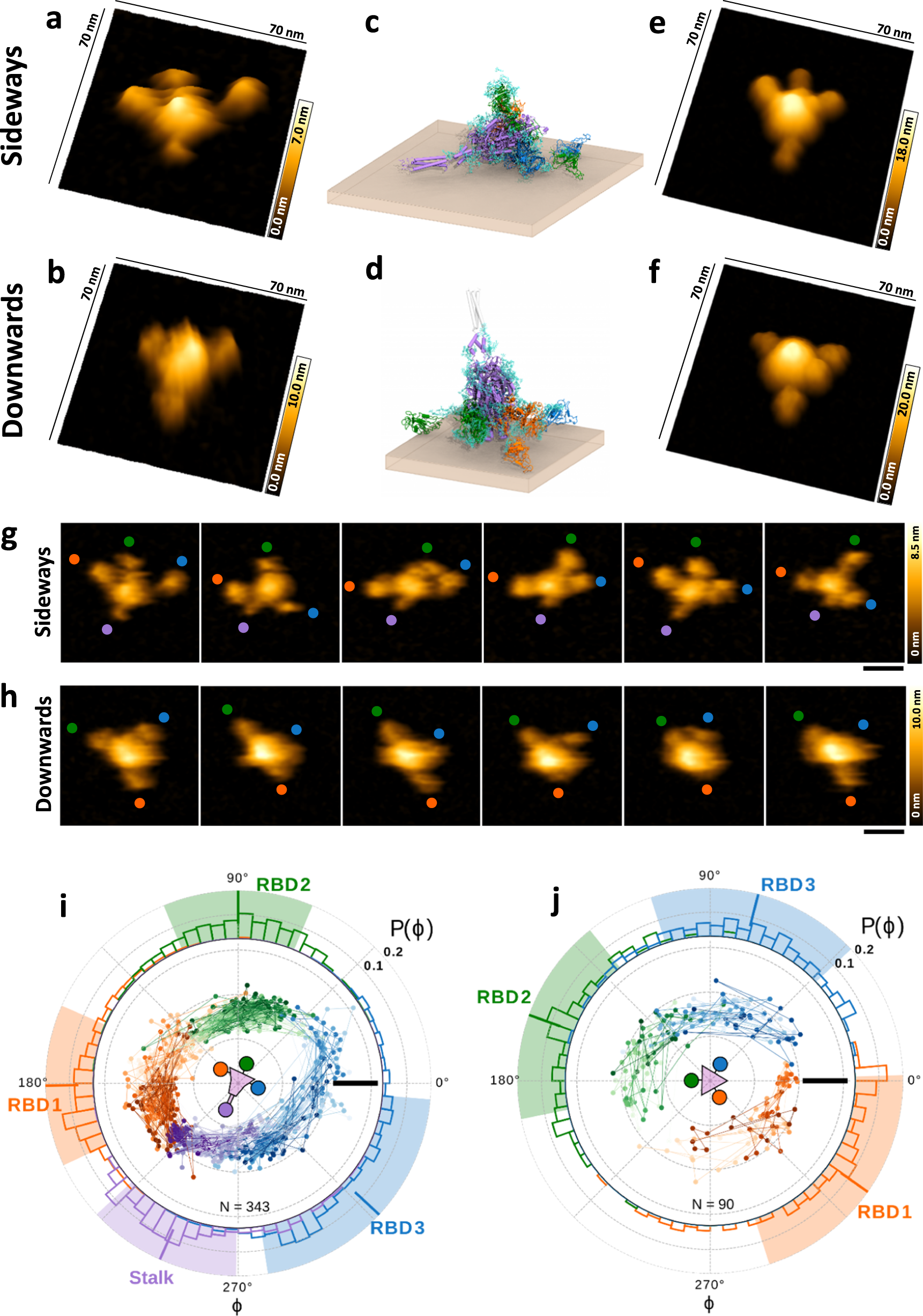 Force-tuned avidity of spike variant-ACE2 interactions viewed on the  single-molecule level | Nature Communications