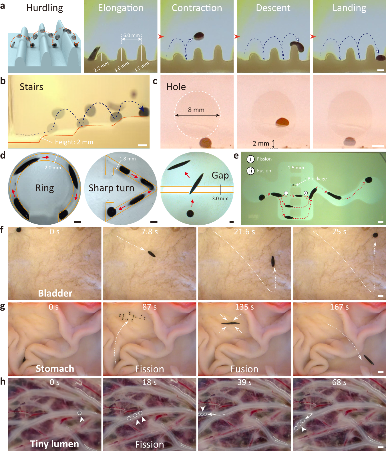Fig. 4: Multimodal locomotion, deformation and scale-reconfiguration over the complex environment.